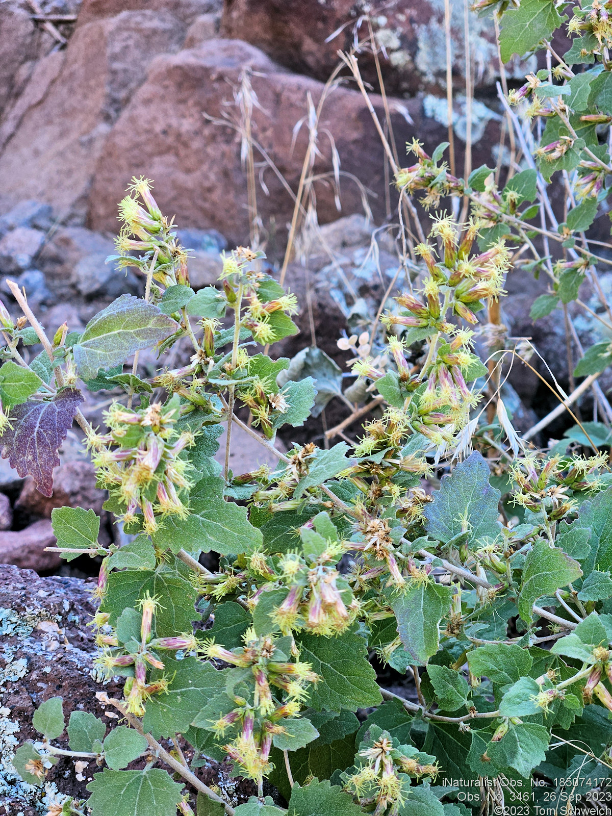 Asteraceae Brickellia californica