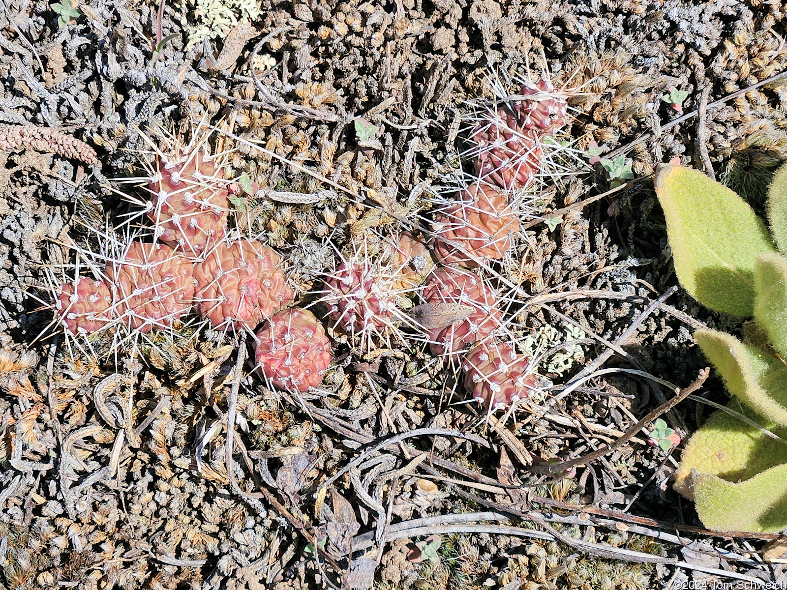 Cactaceae Opuntia fragilis