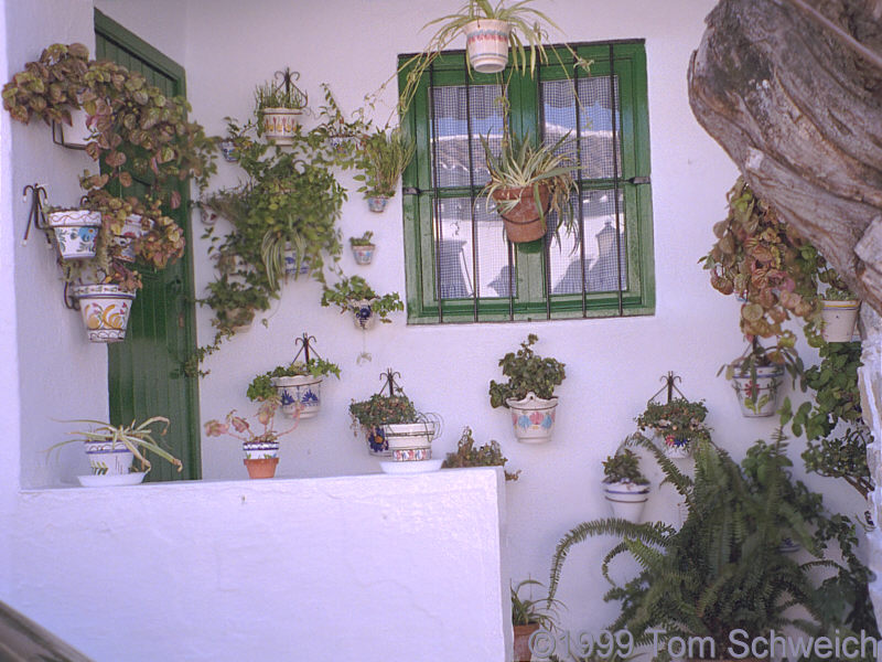 Plants on a porch in Grazalema.