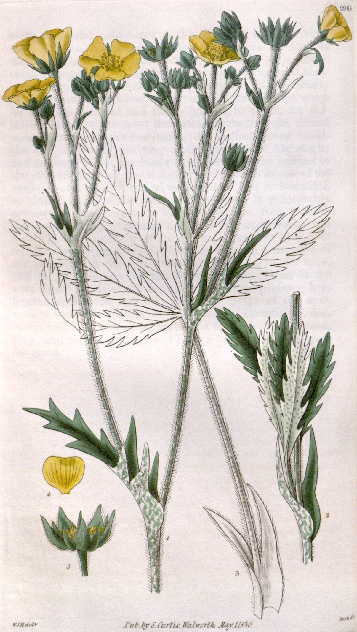 Rosaceae Potentilla gracilis
