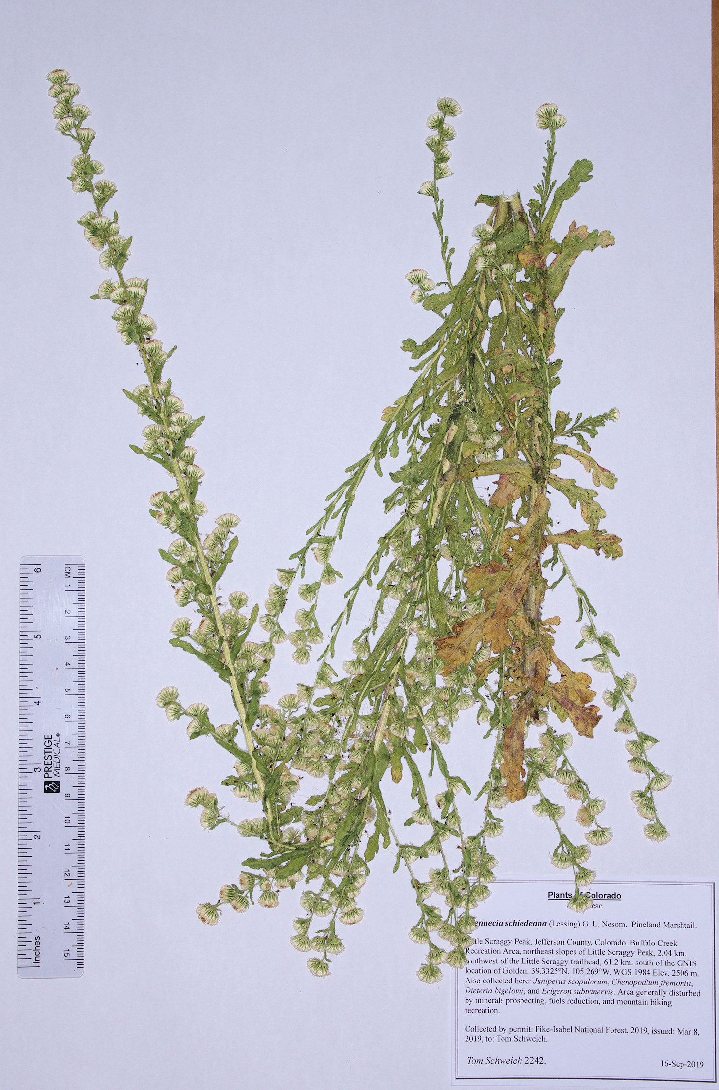 Asteraceae Laennecia schiedeana