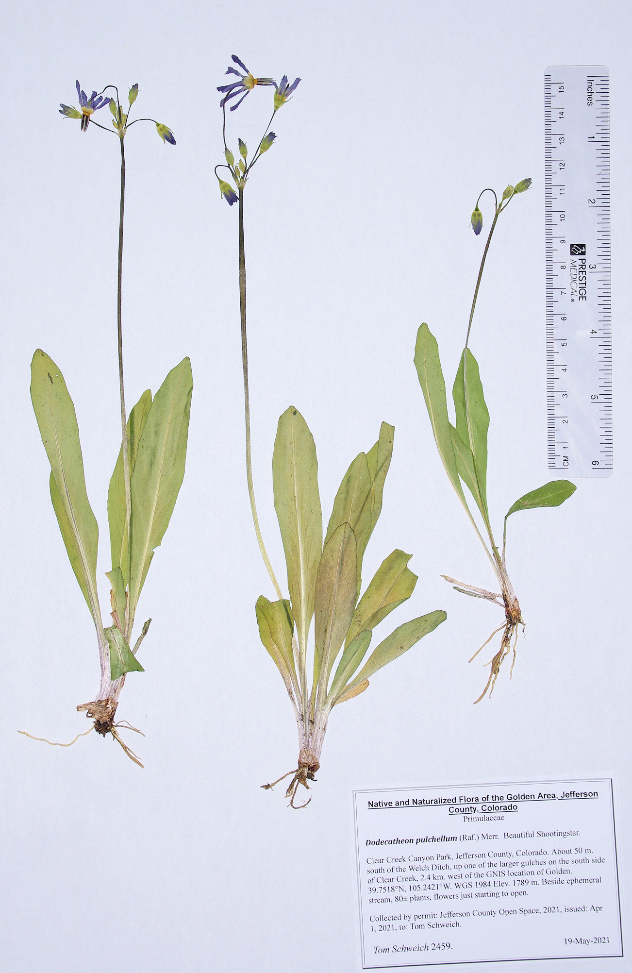 Primulaceae Dodecatheon pulchellum