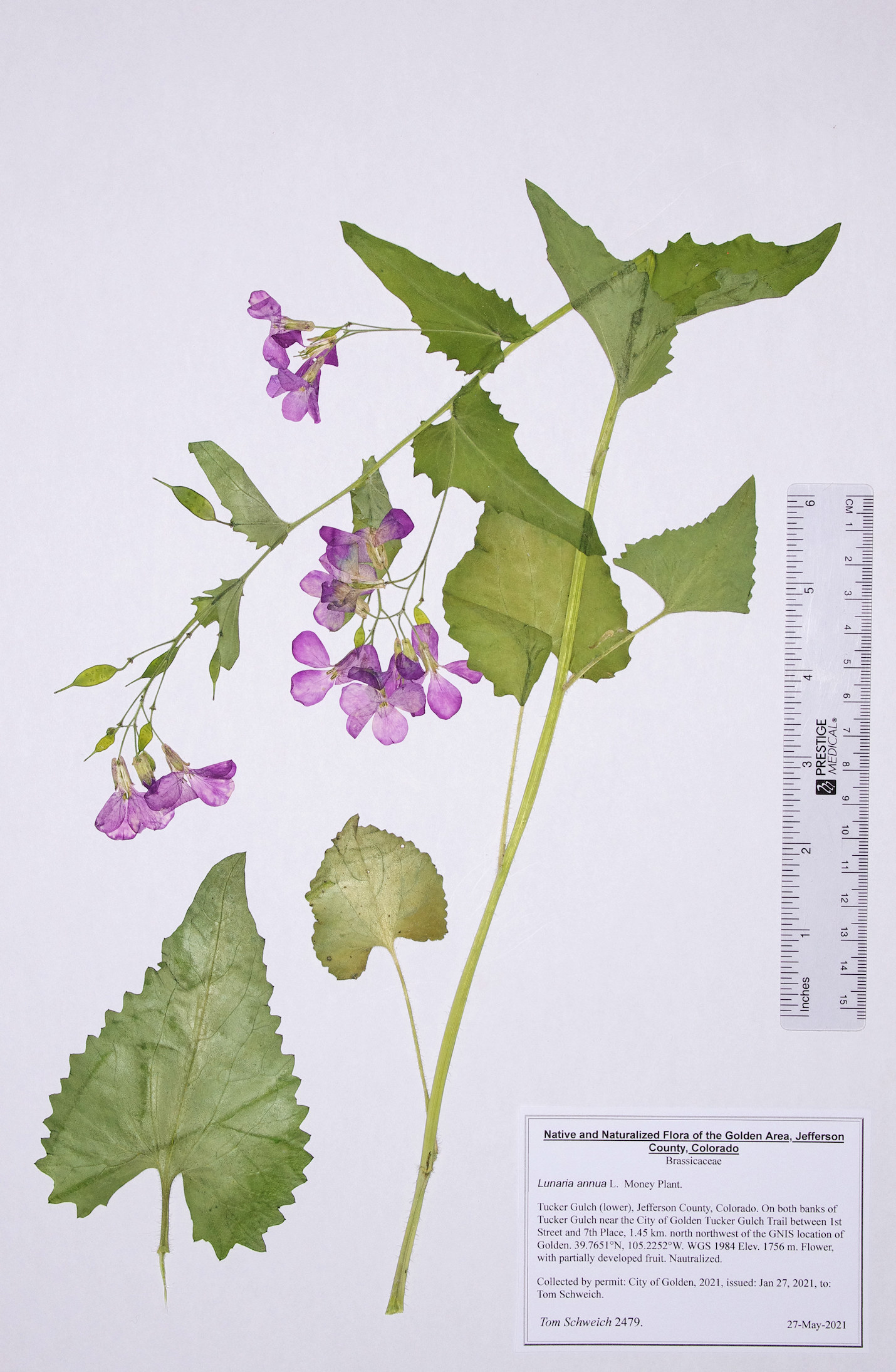 Brassicaceae Lunaria annua