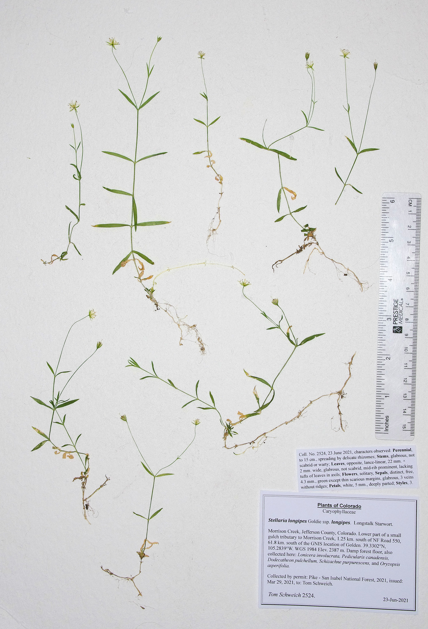 Caryophyllaceae Stellaria longipes