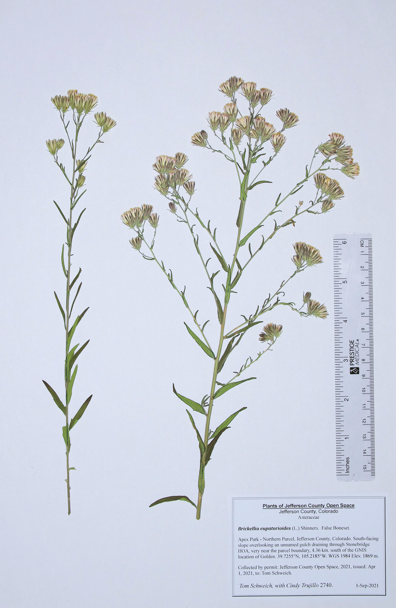 Asteraceae Brickellia eupatorioides