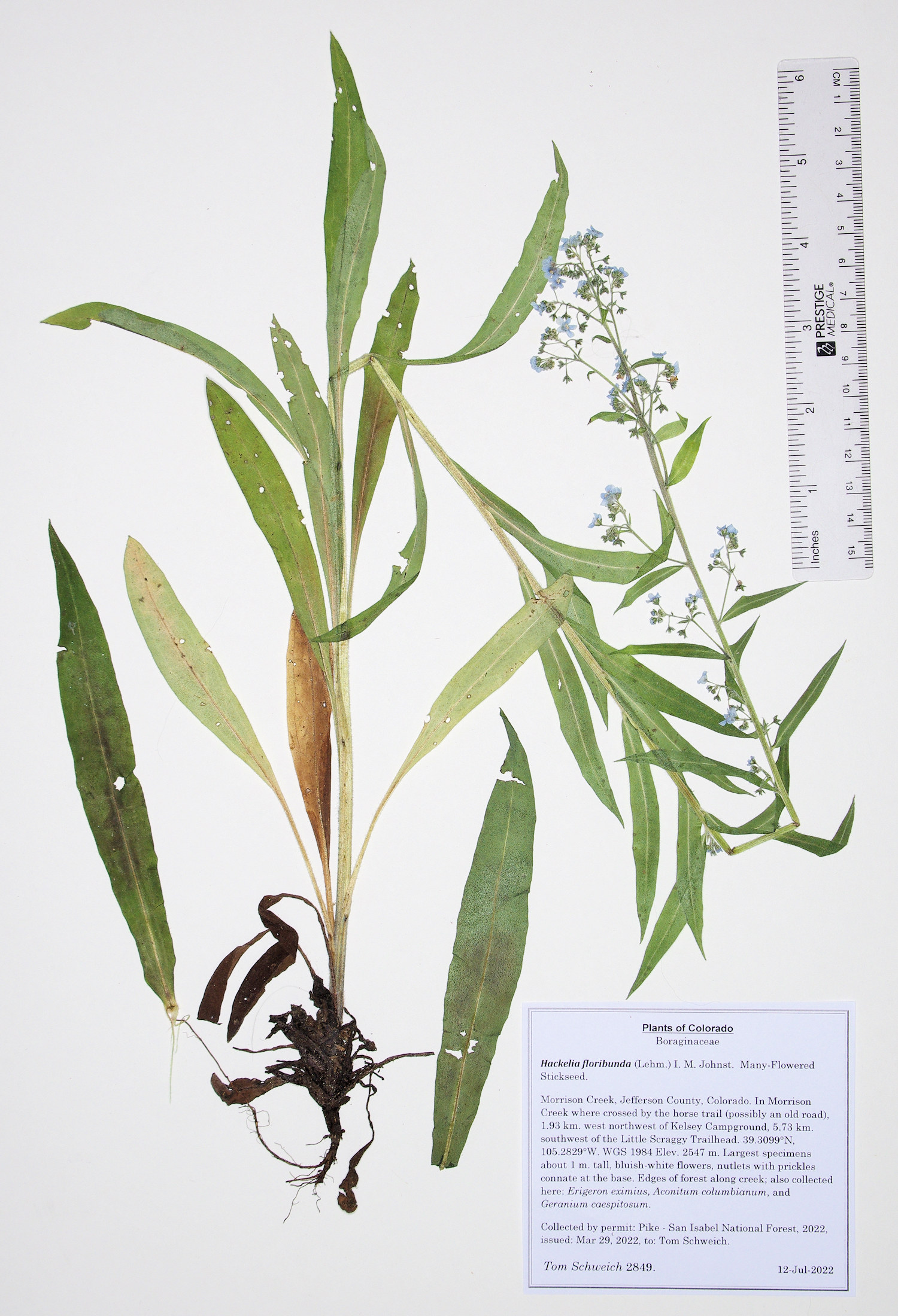 Boraginaceae Hackelia floribunda