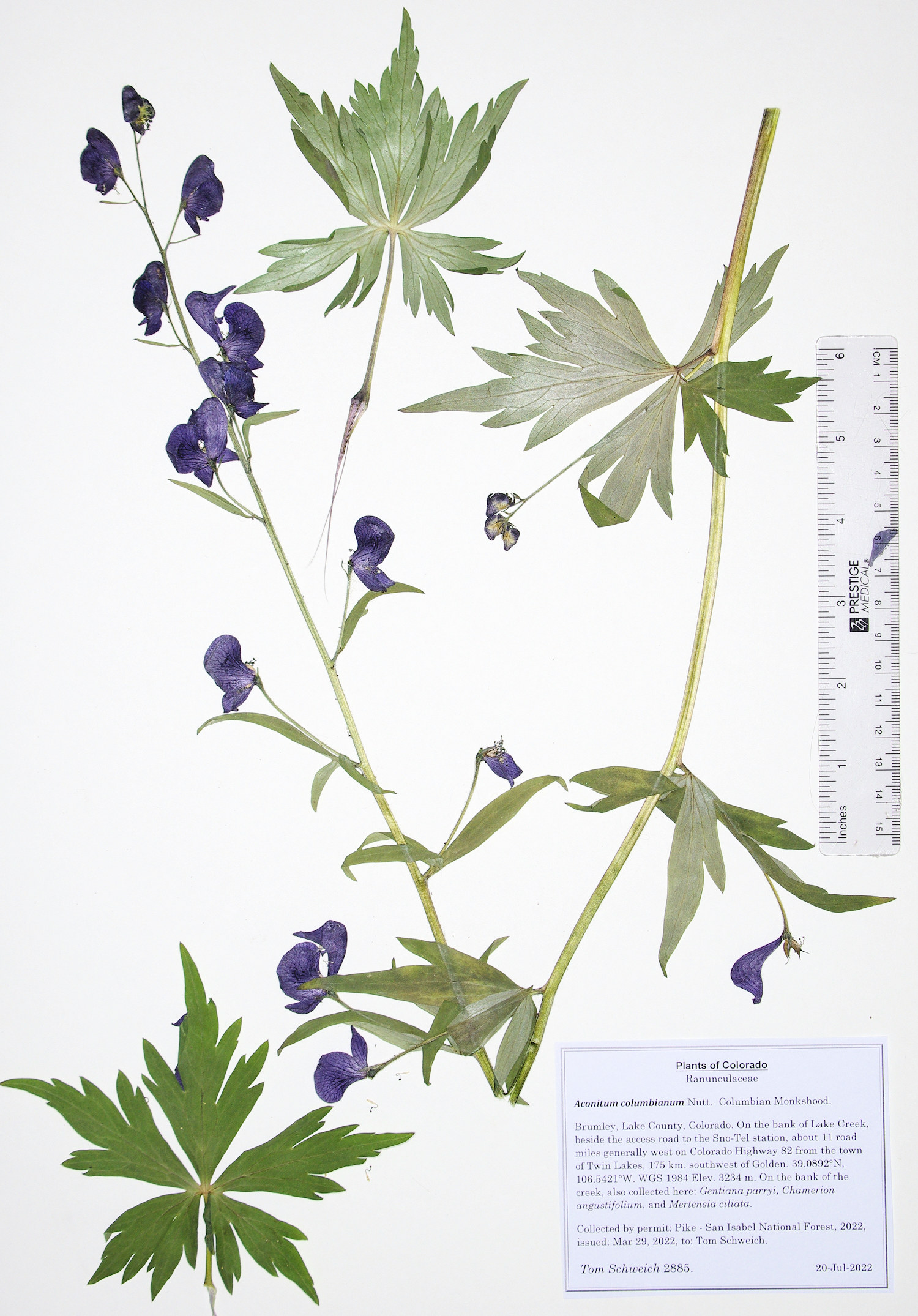 Ranunculaceae Aconitum columbianum