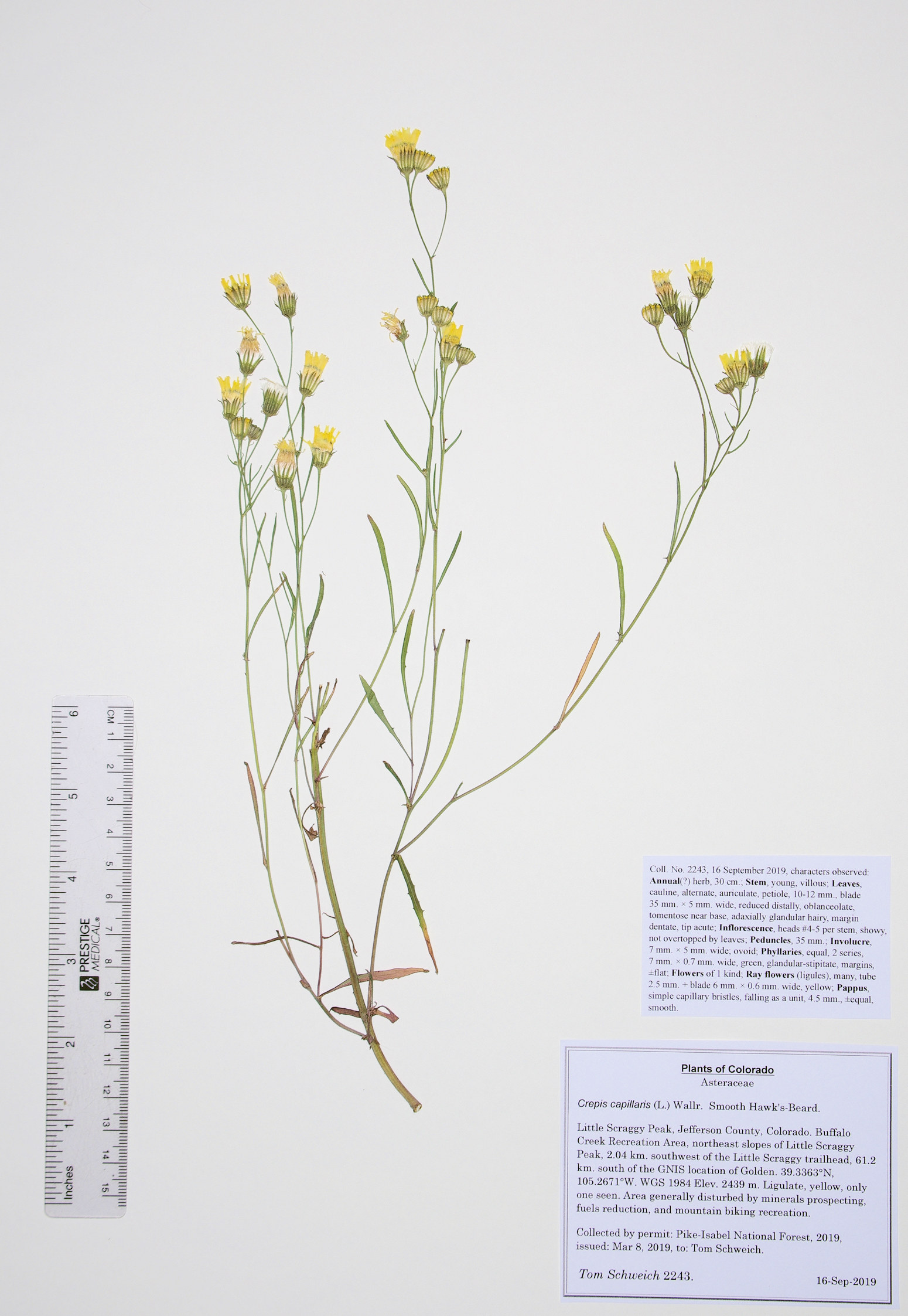 Asteraceae Crepis capillaris