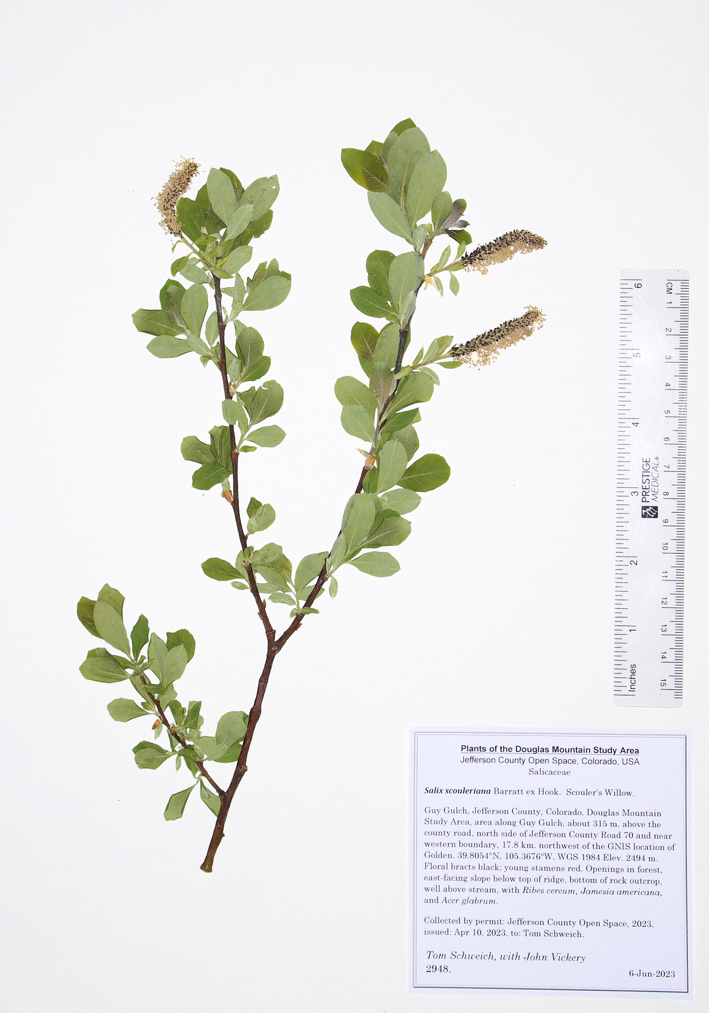 Salicaceae Salix scouleriana