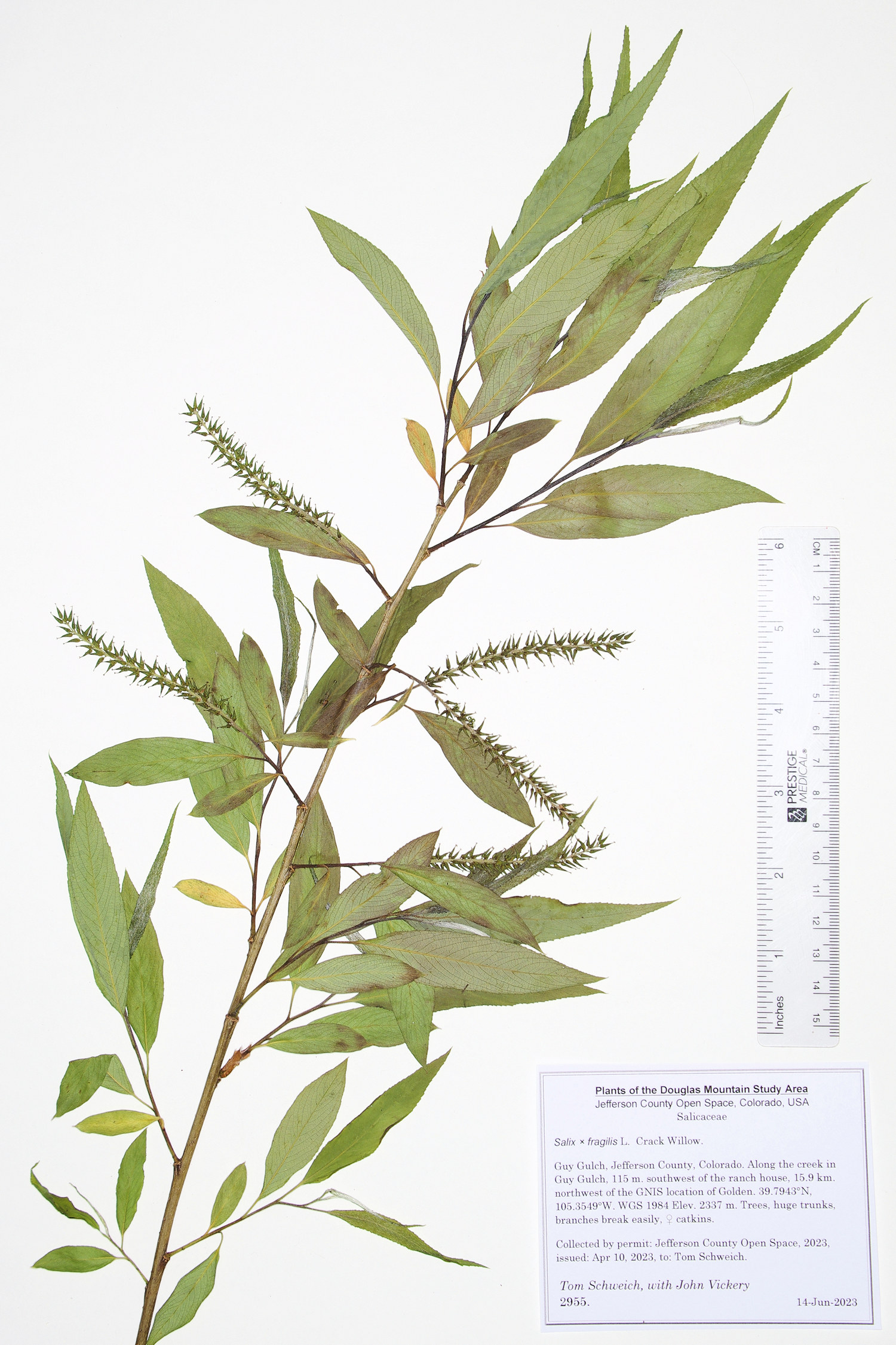 Salicaceae Salix  fragilis