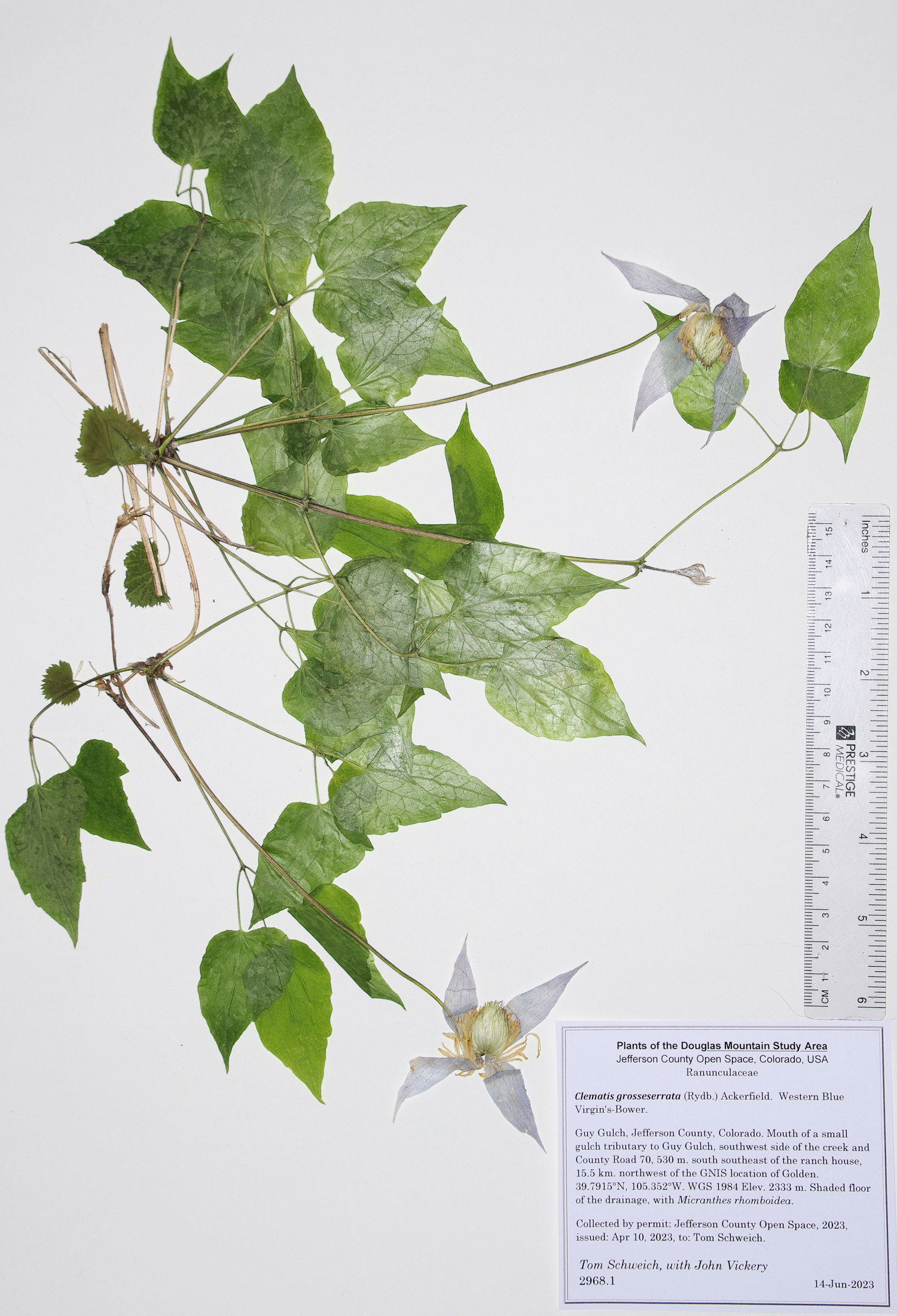 Ranunculaceae Clematis grosseserrata