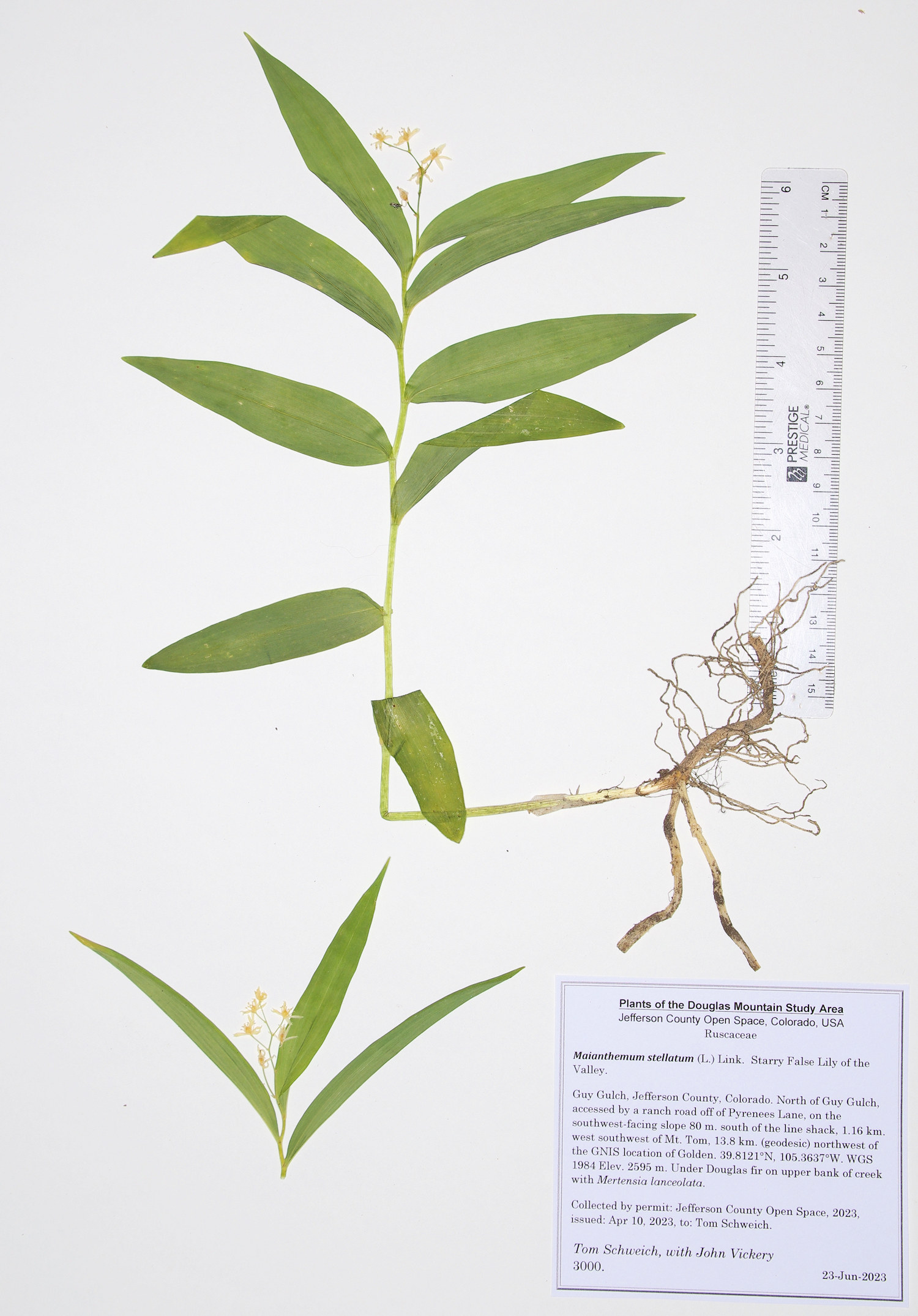 Ruscaceae Maianthemum stellatum