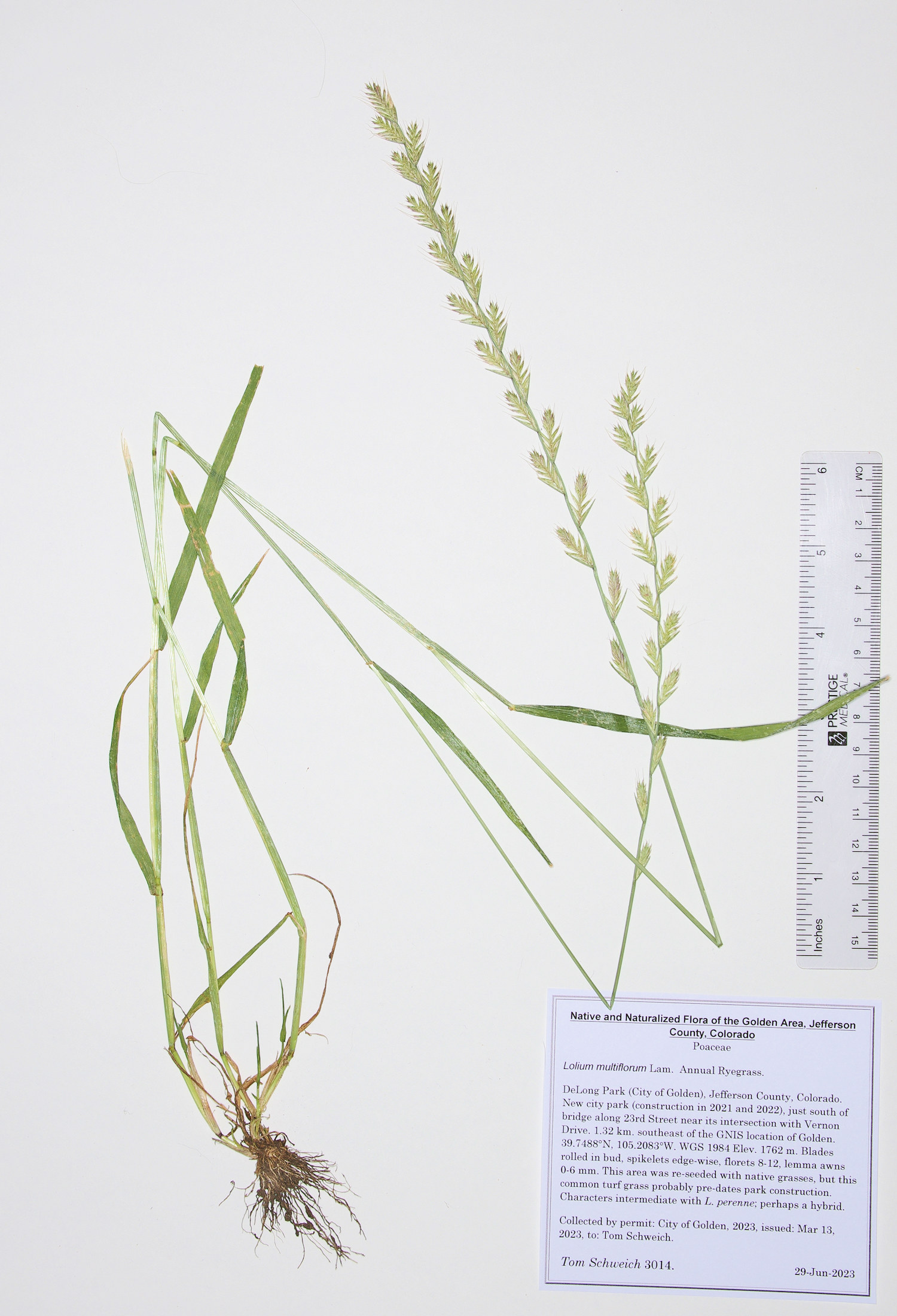 Poaceae Lolium multiflorum