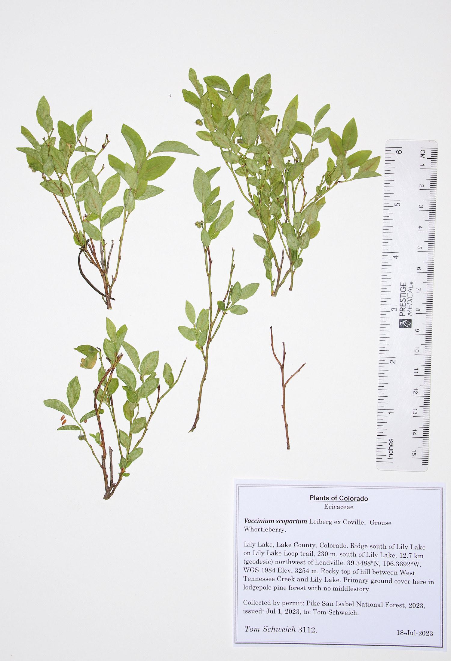 Ericaceae Vaccinium scoparium