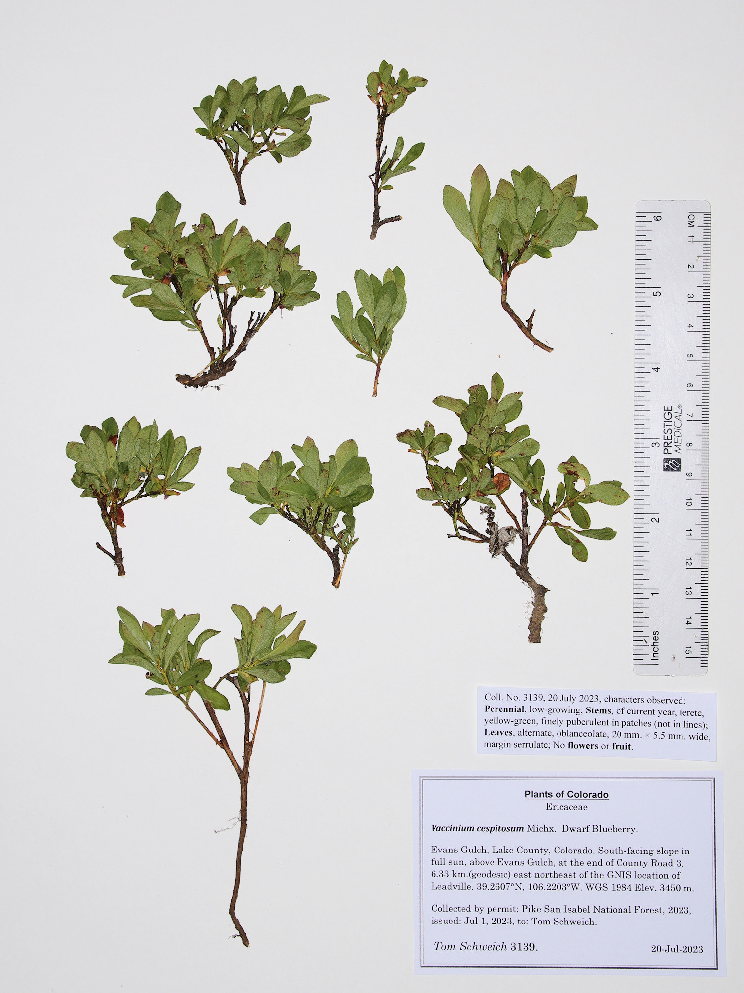 Ericaceae Vaccinium cespitosum