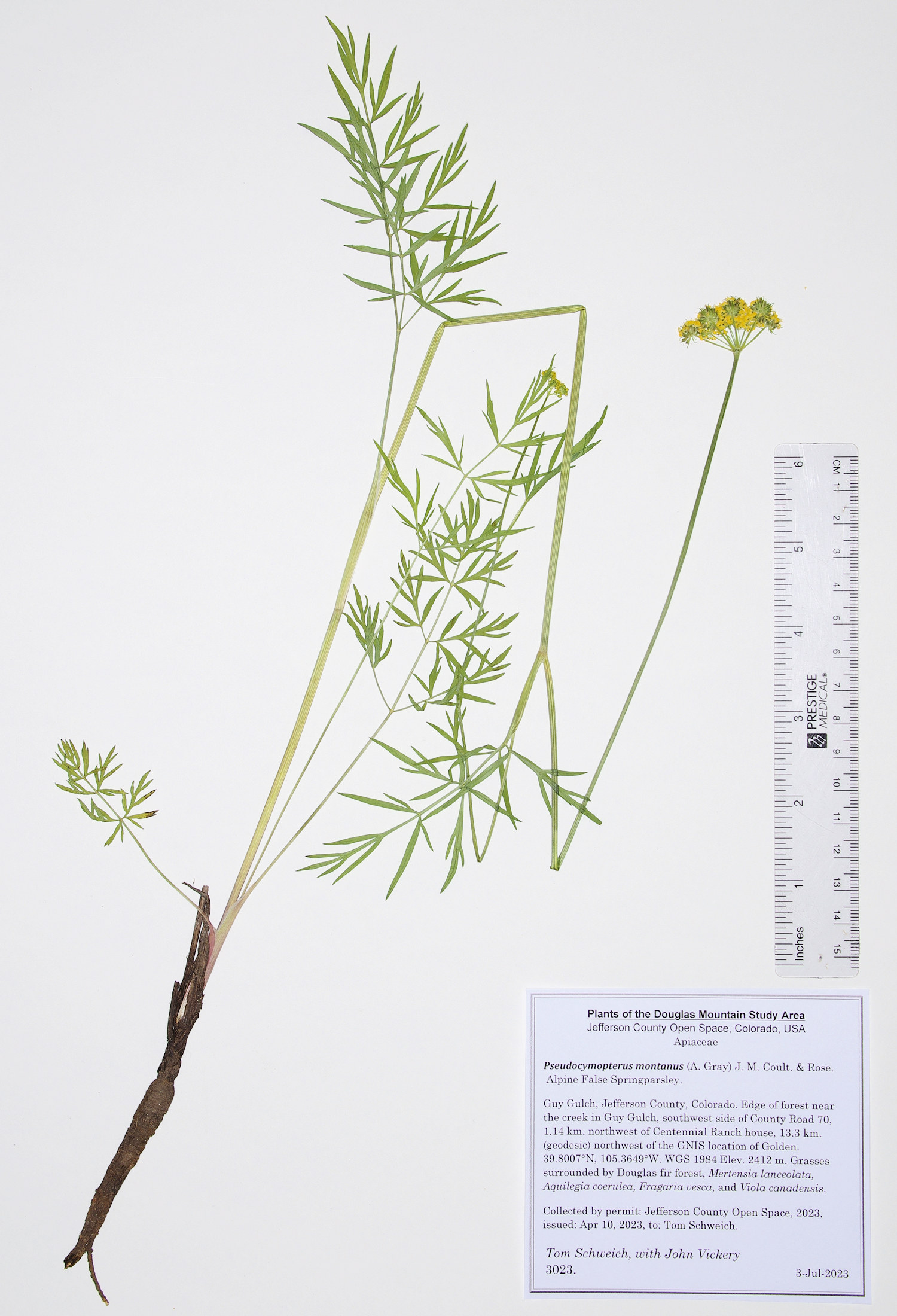 Apiaceae Pseudocymopterus montanus