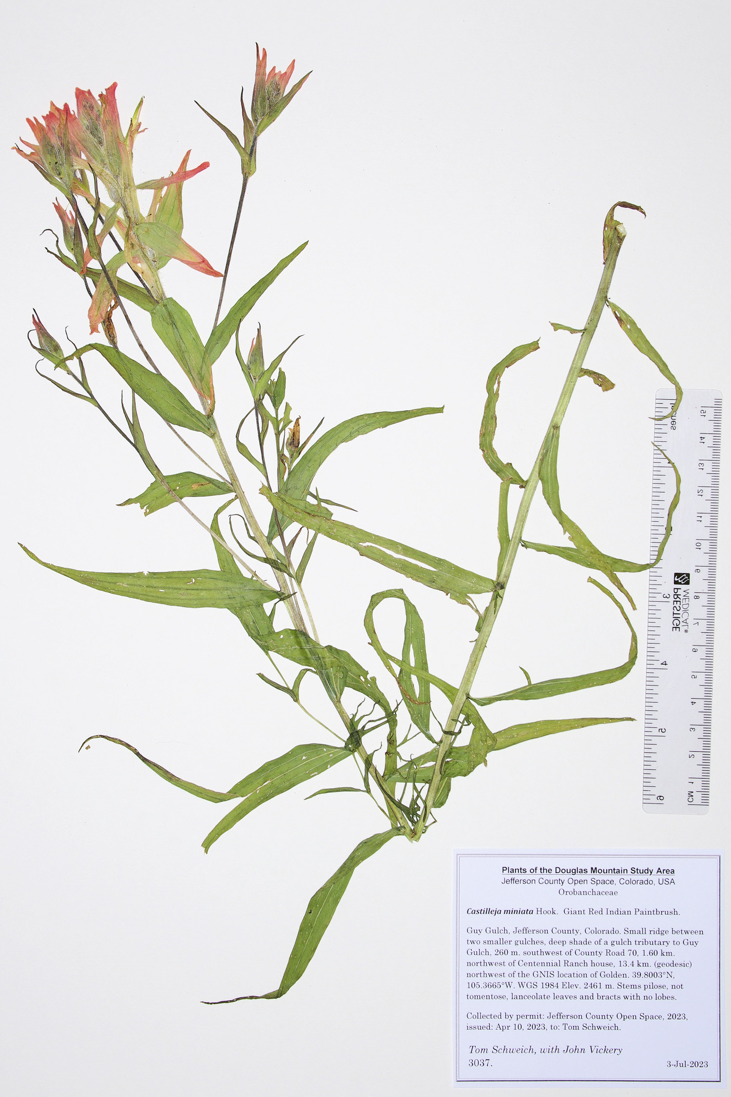 Orobanchaceae Castilleja miniata