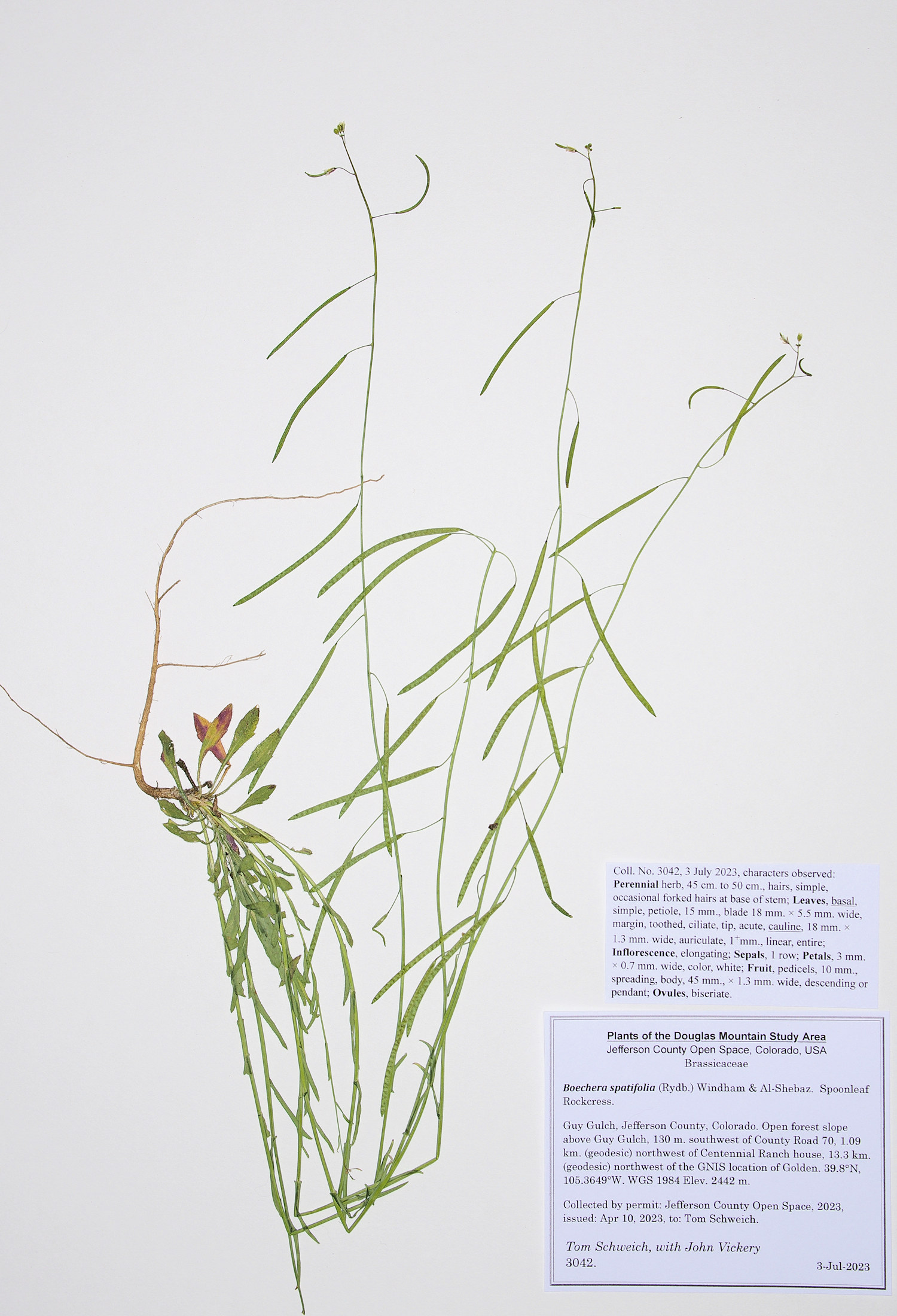 Brassicaceae Boechera spatifolia