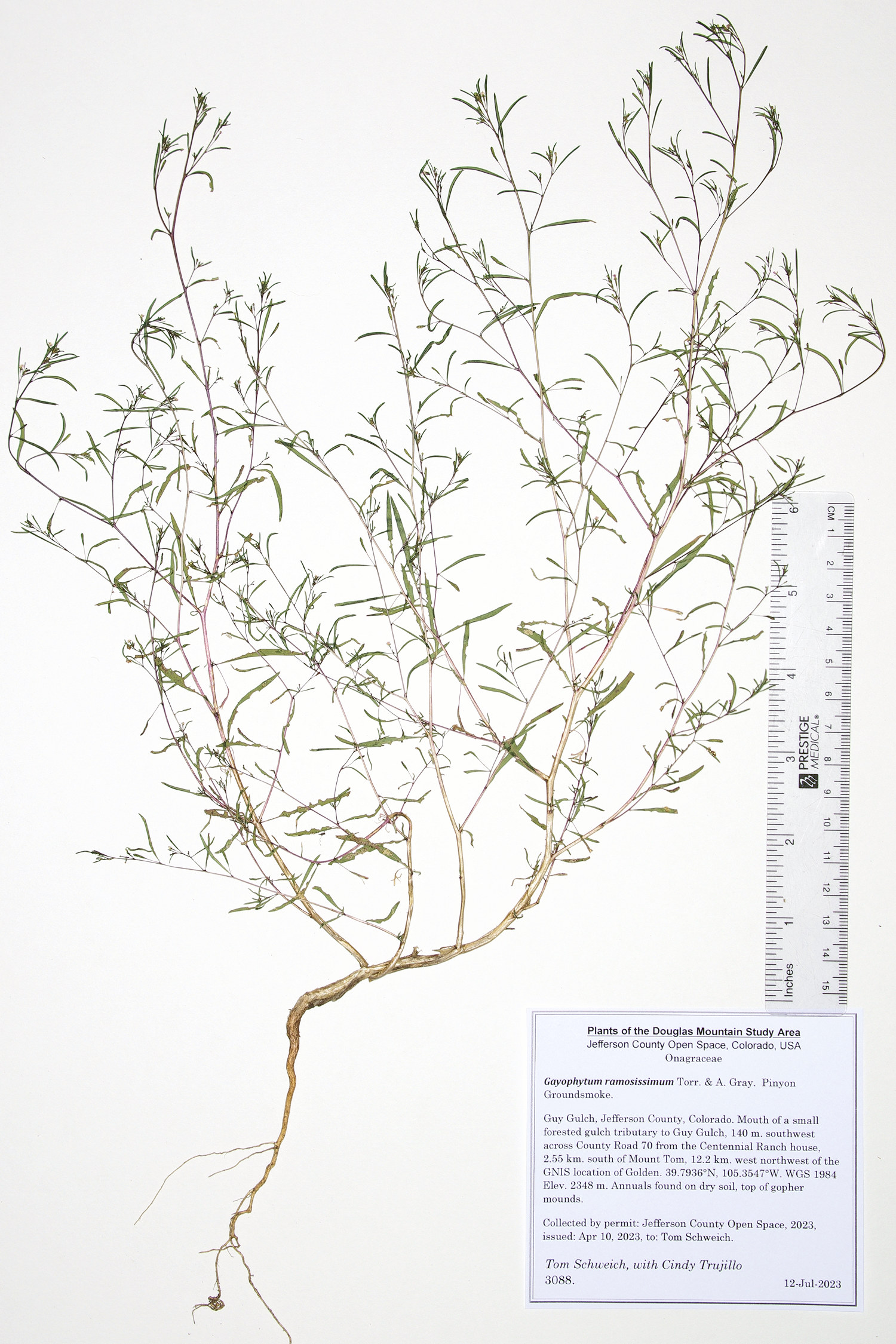 Onagraceae Gayophytum ramosissimum