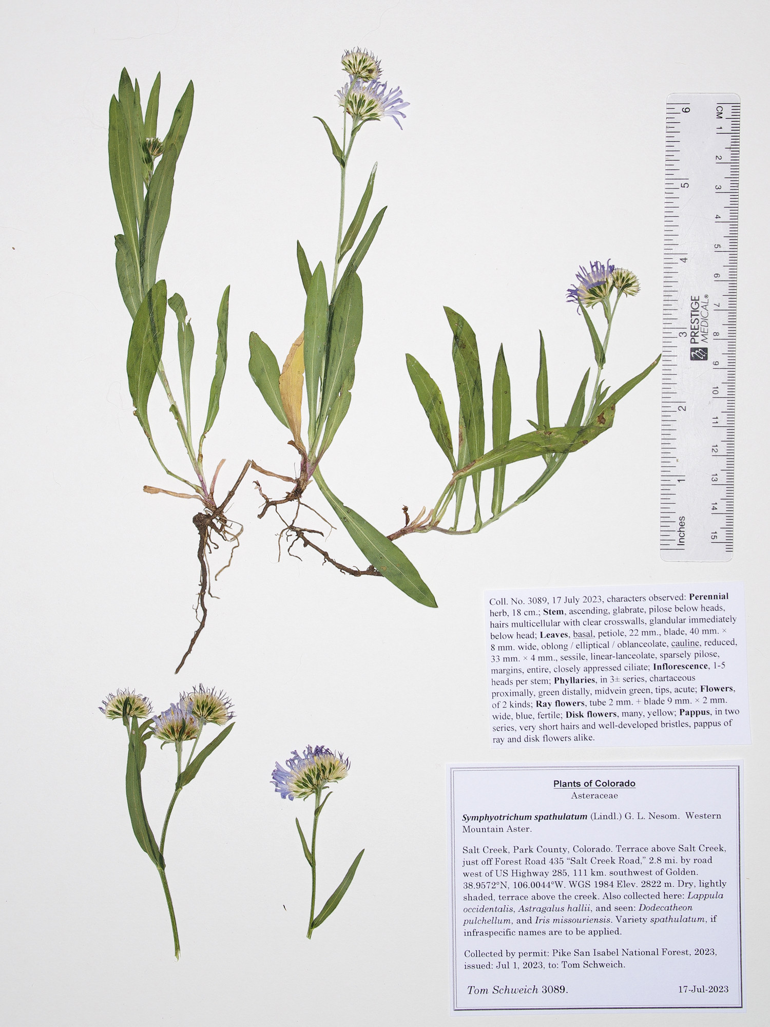 Asteraceae Symphyotrichum spathulatum