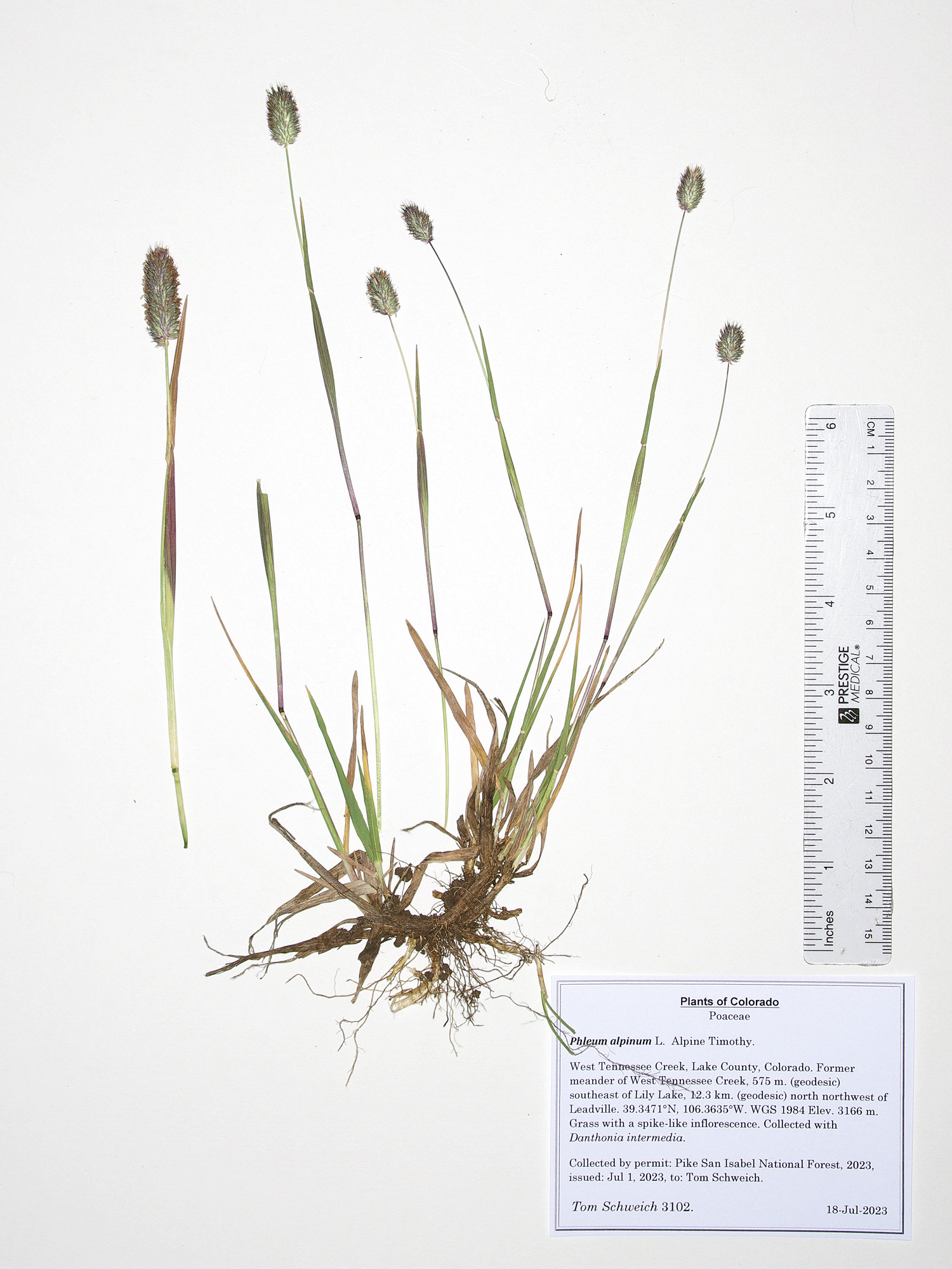 Poaceae Phleum alpinum