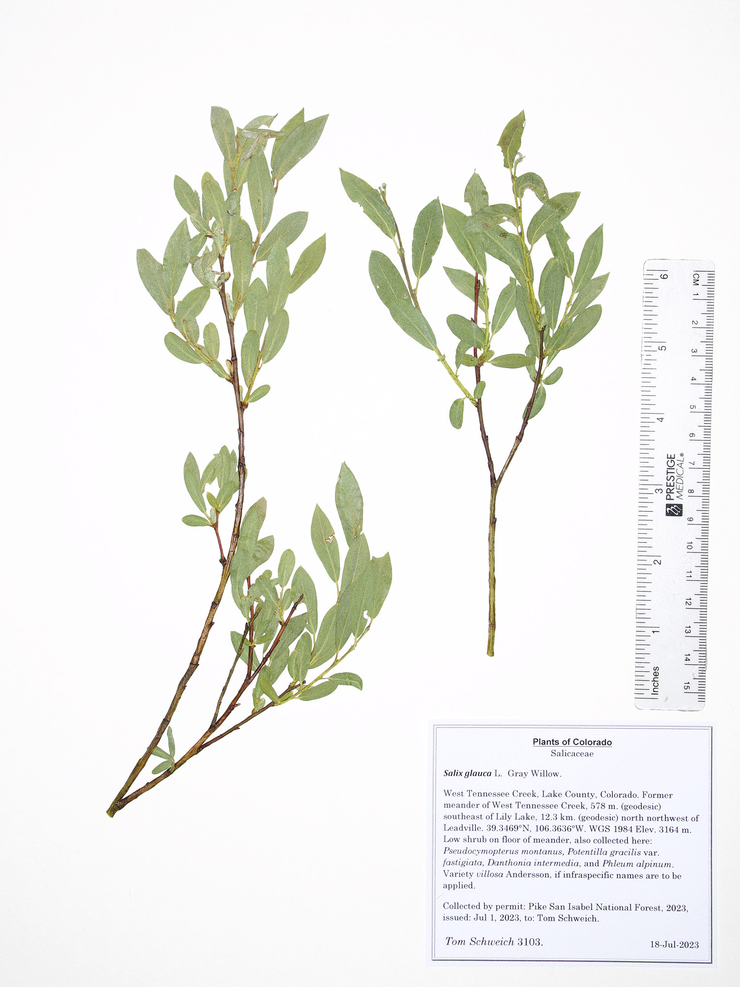 Salicaceae Salix glauca