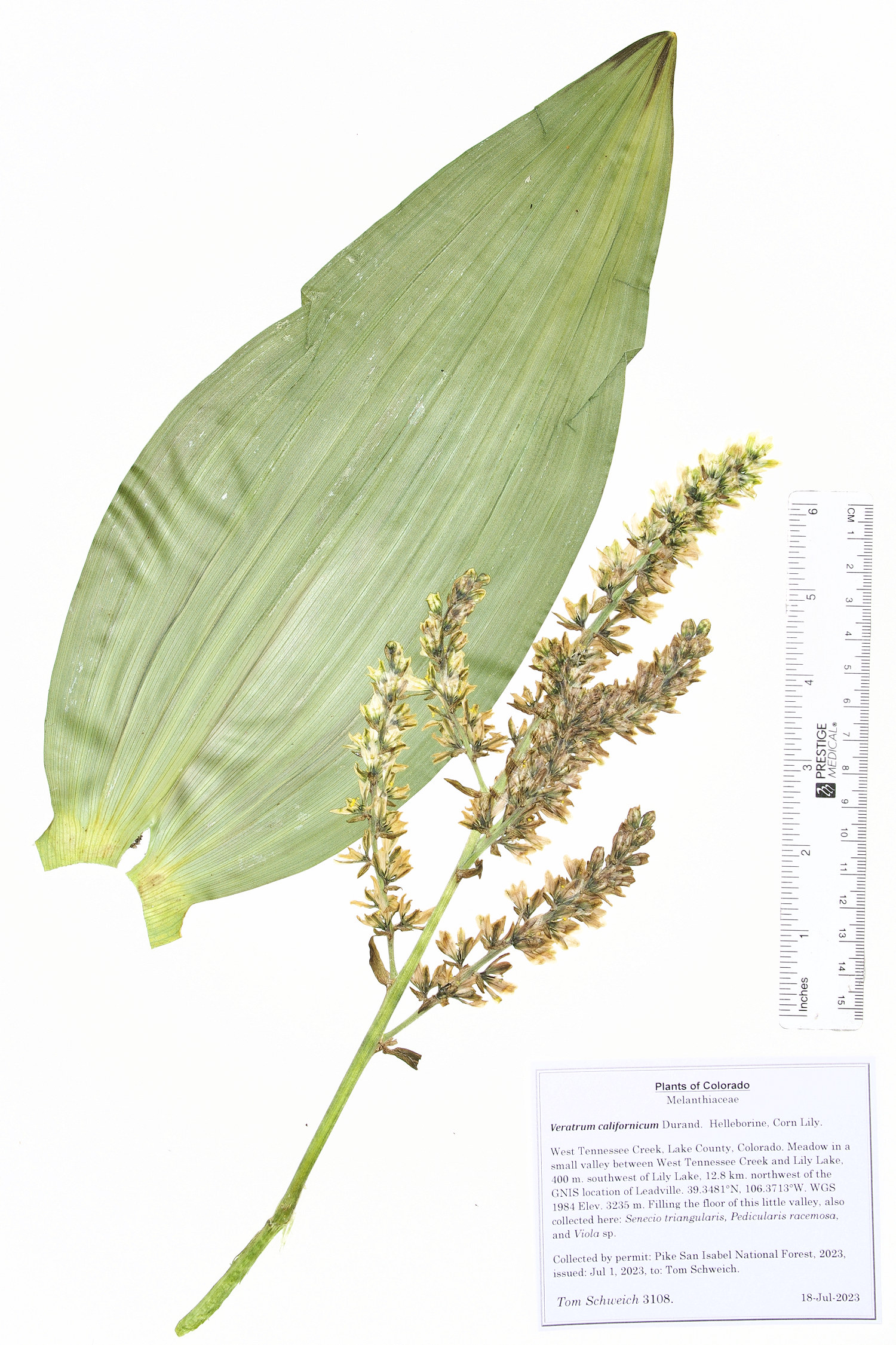 Melanthiaceae Veratrum californicum