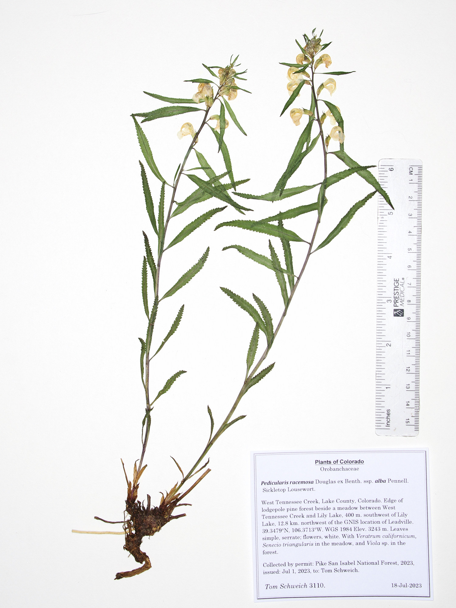 Orobanchaceae Pedicularis racemosa alba