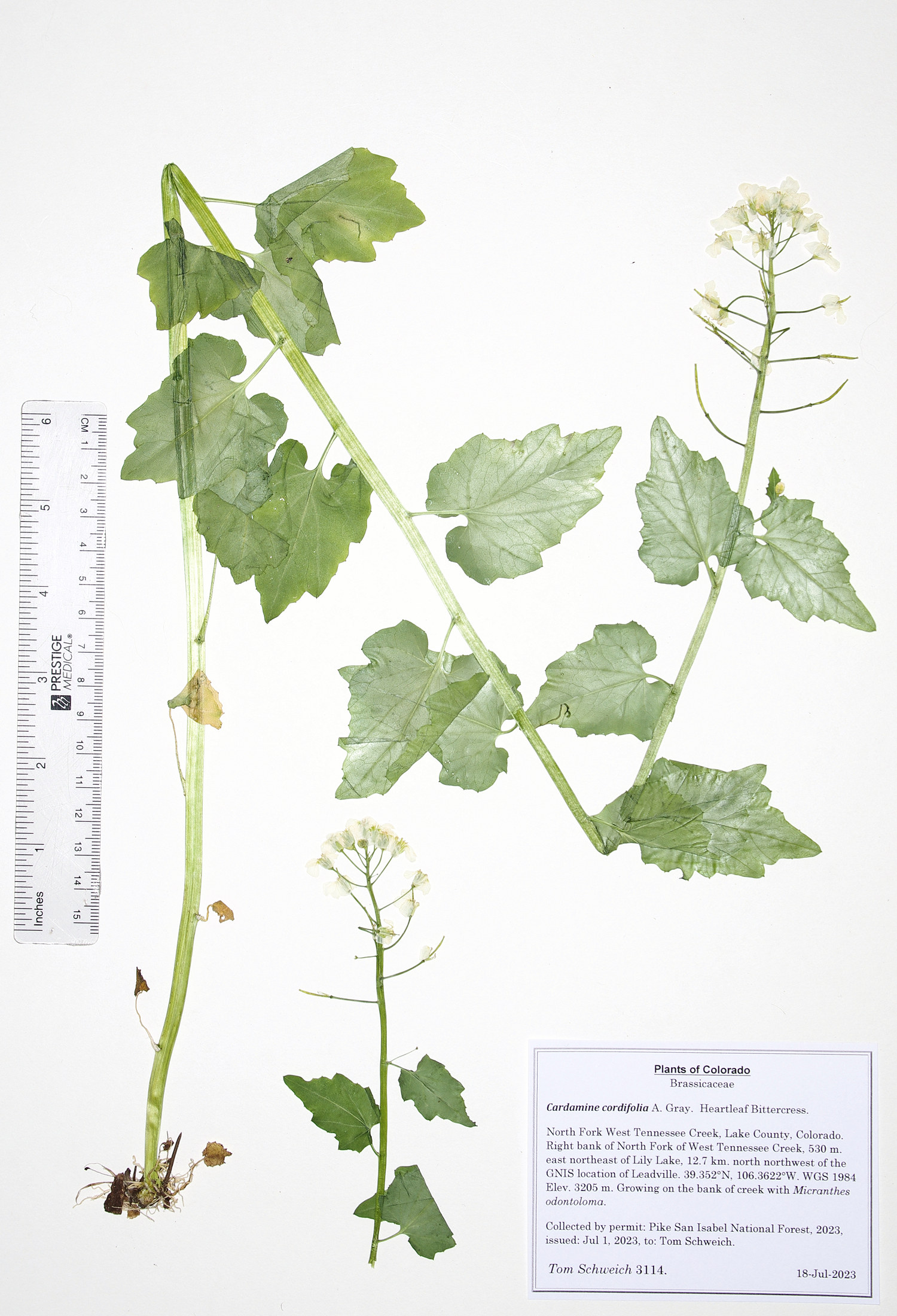 Brassicaceae Cardamine cordifolia