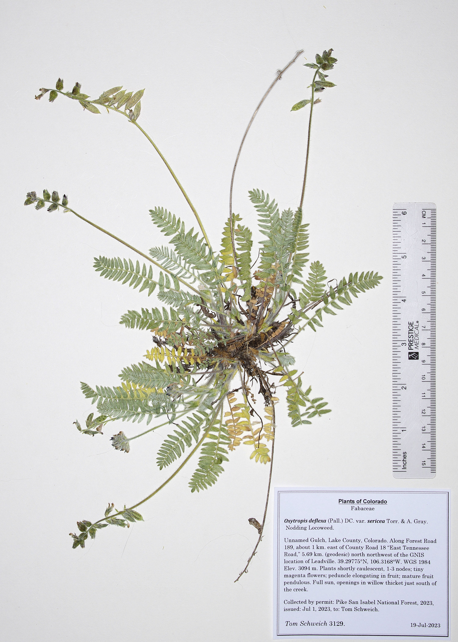 Fabaceae Oxytropis deflexa sericea