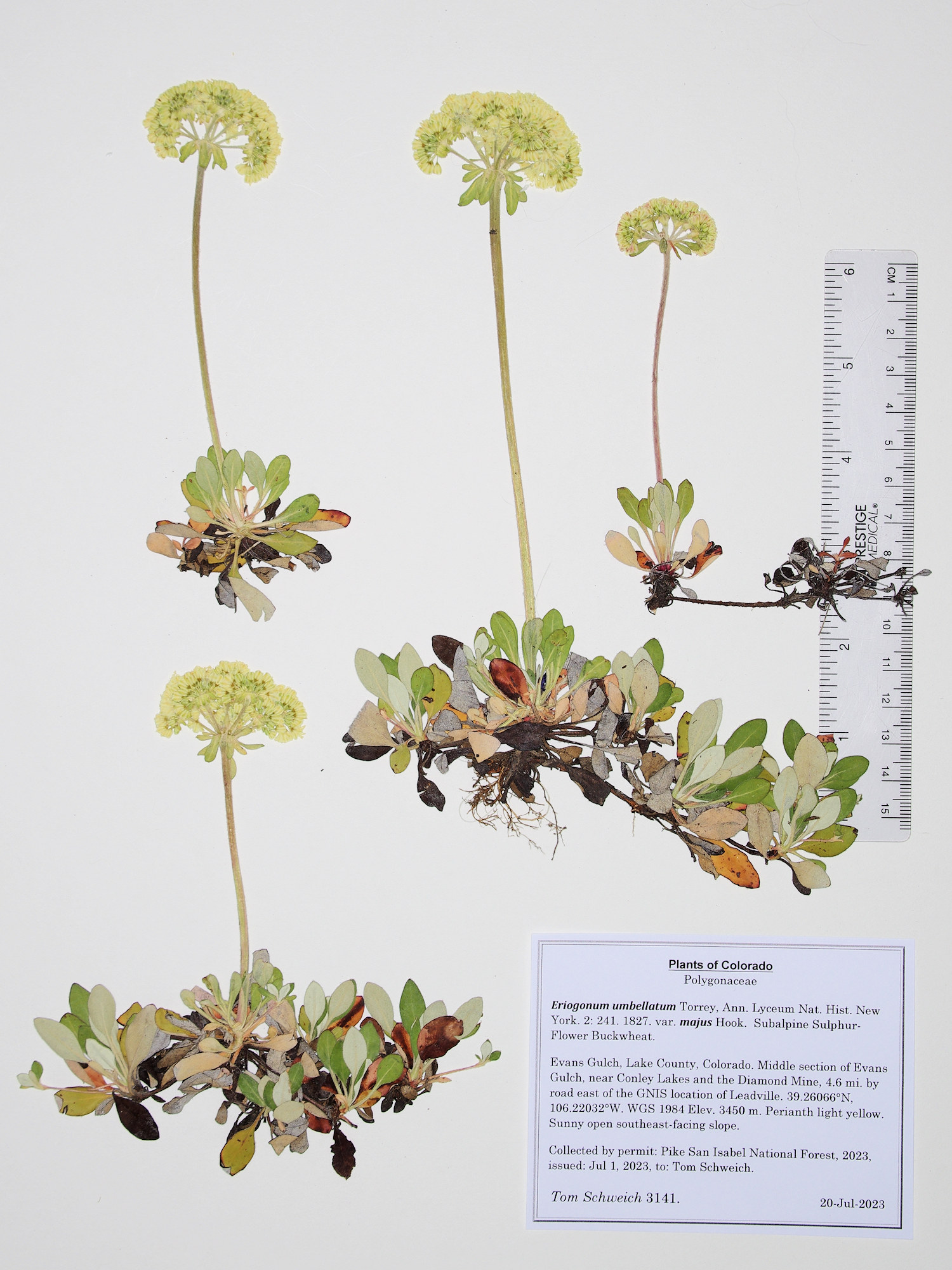 Polygonaceae Eriogonum umbellatum majus