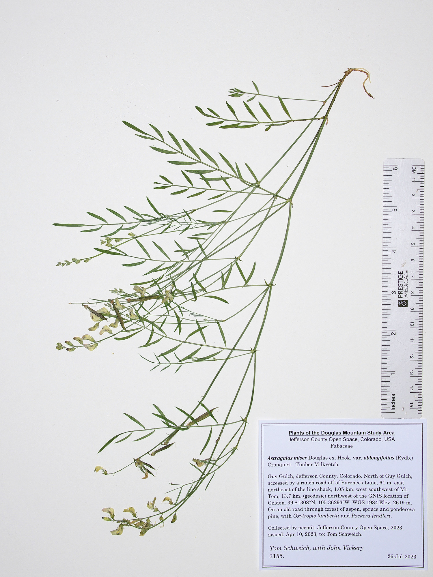 Fabaceae Astragalus miser oblongifolius