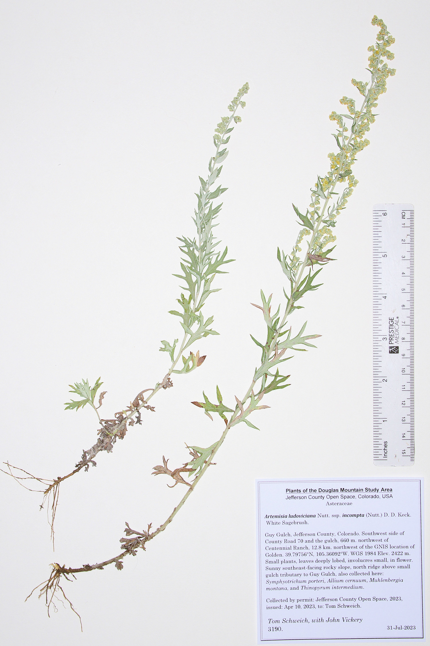 Asteraceae Artemisia ludoviciana incompta
