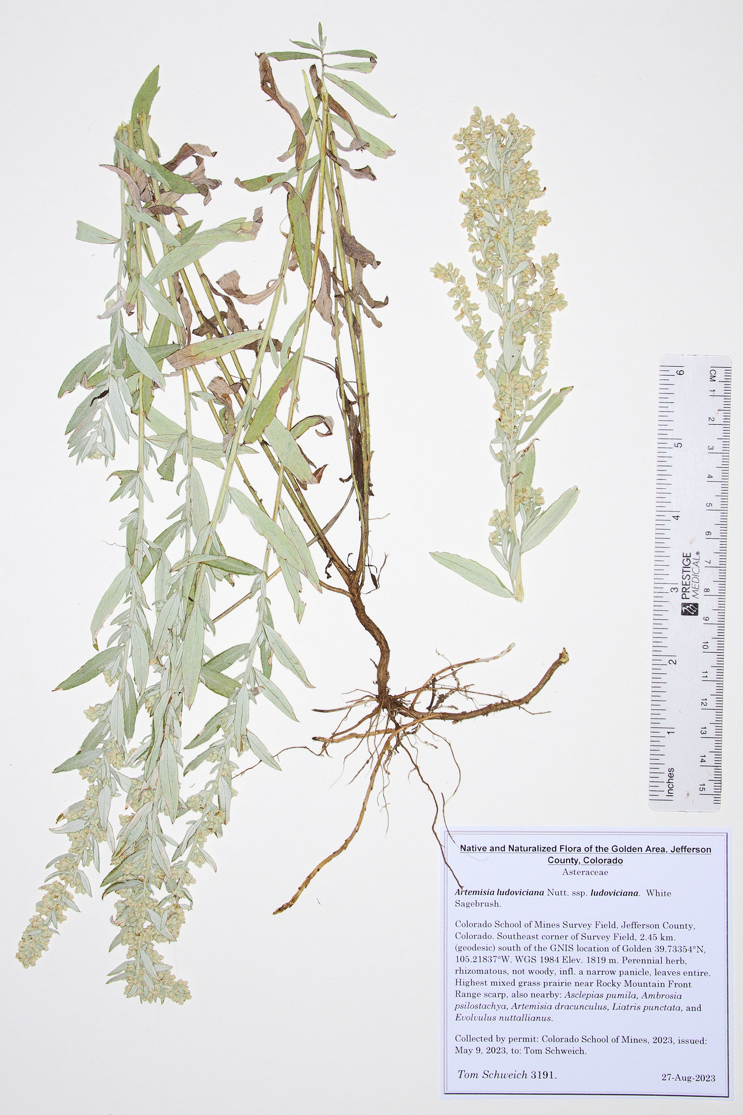 Asteraceae Artemisia ludoviciana ludoviciana