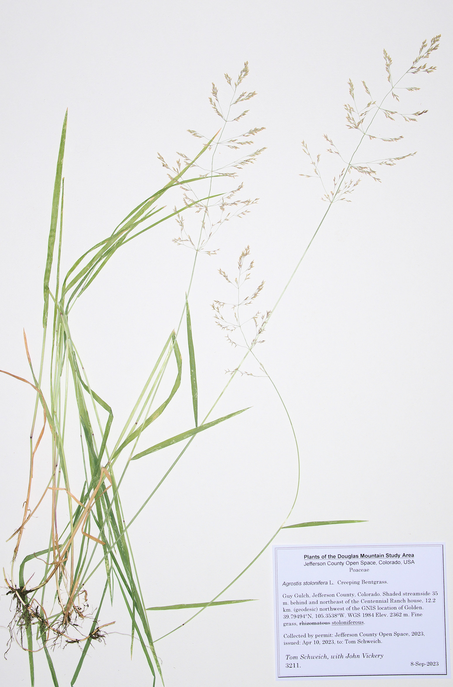 Poaceae Agrostis gigantea