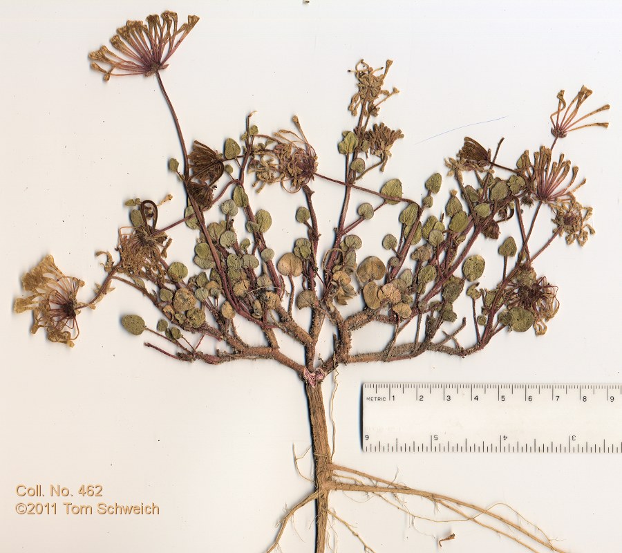 Nyctaginaceae Abronia turbinata