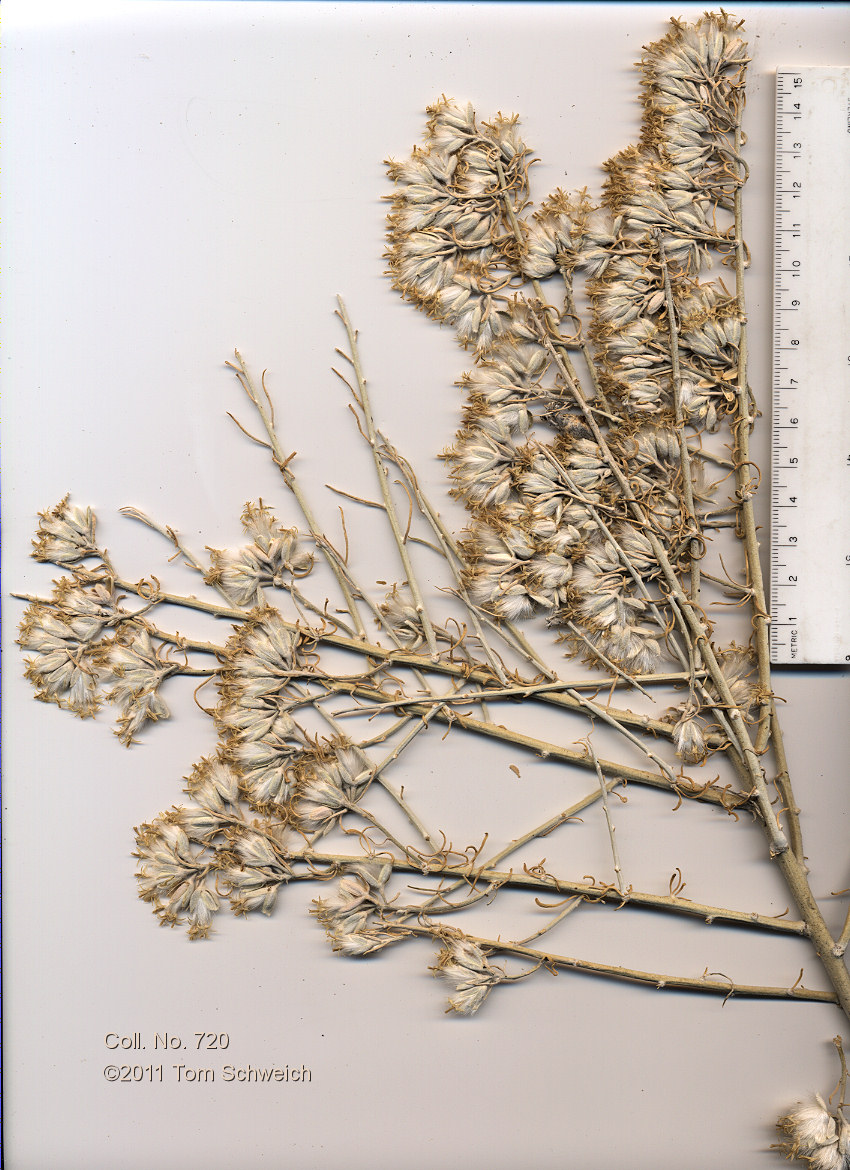 Asteraceae Tetradymia tetrameres