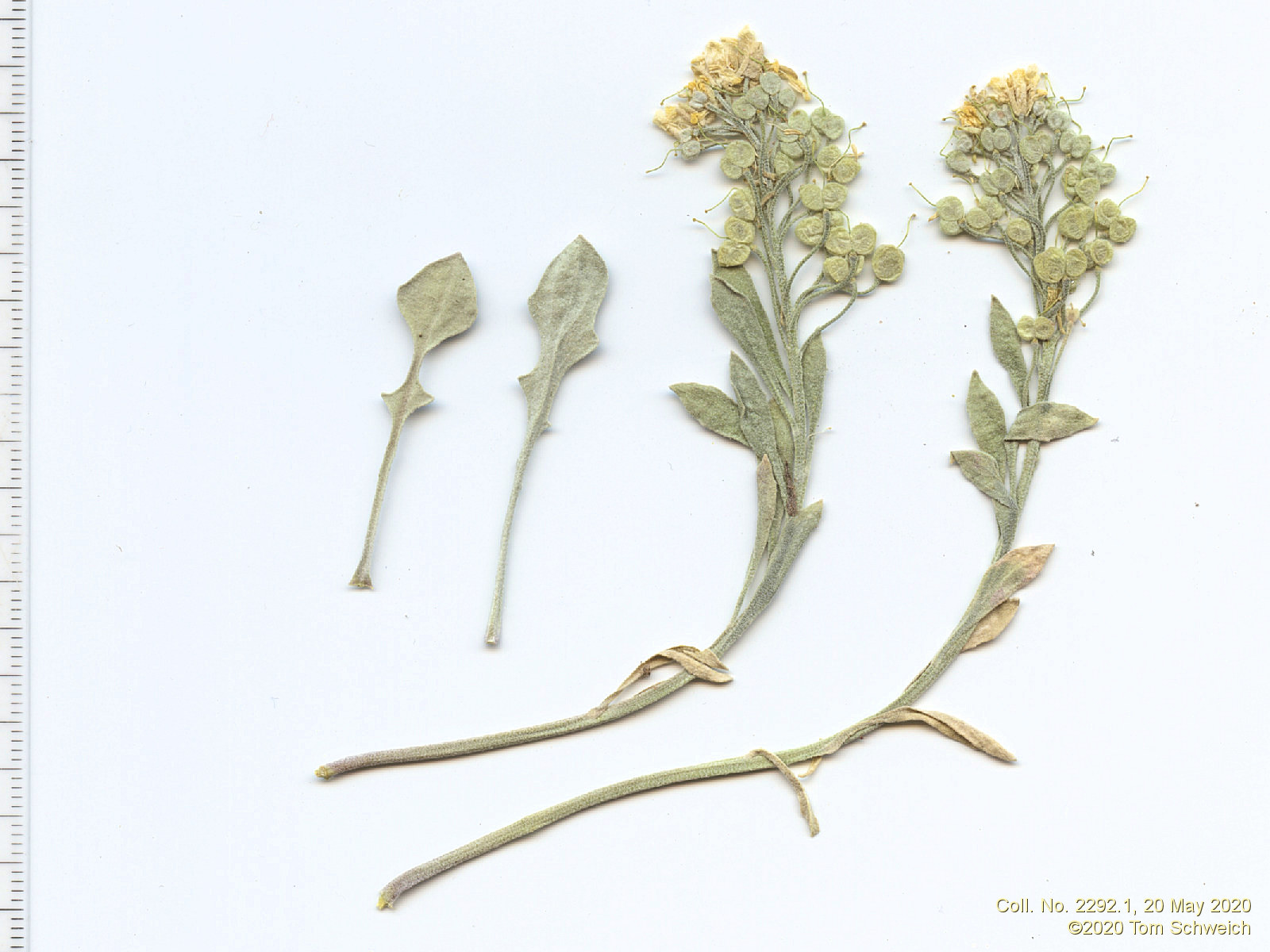 Brassicaceae Physaria X1