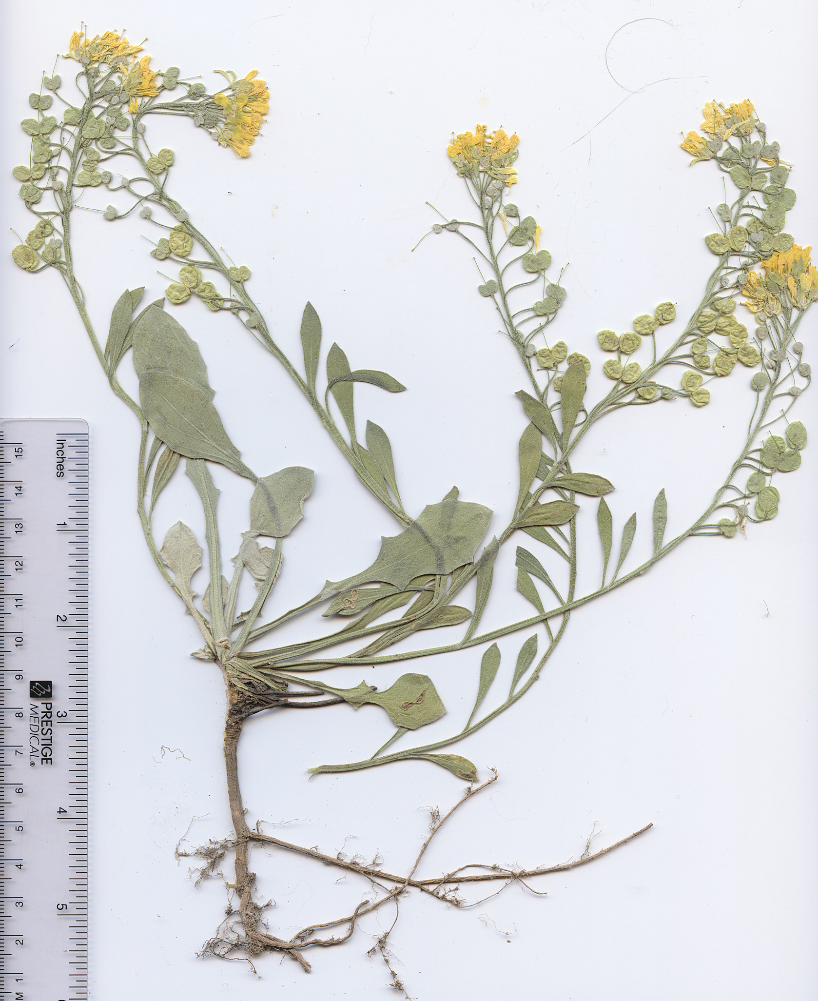 Brassicaceae Physaria vitulifera  bellii