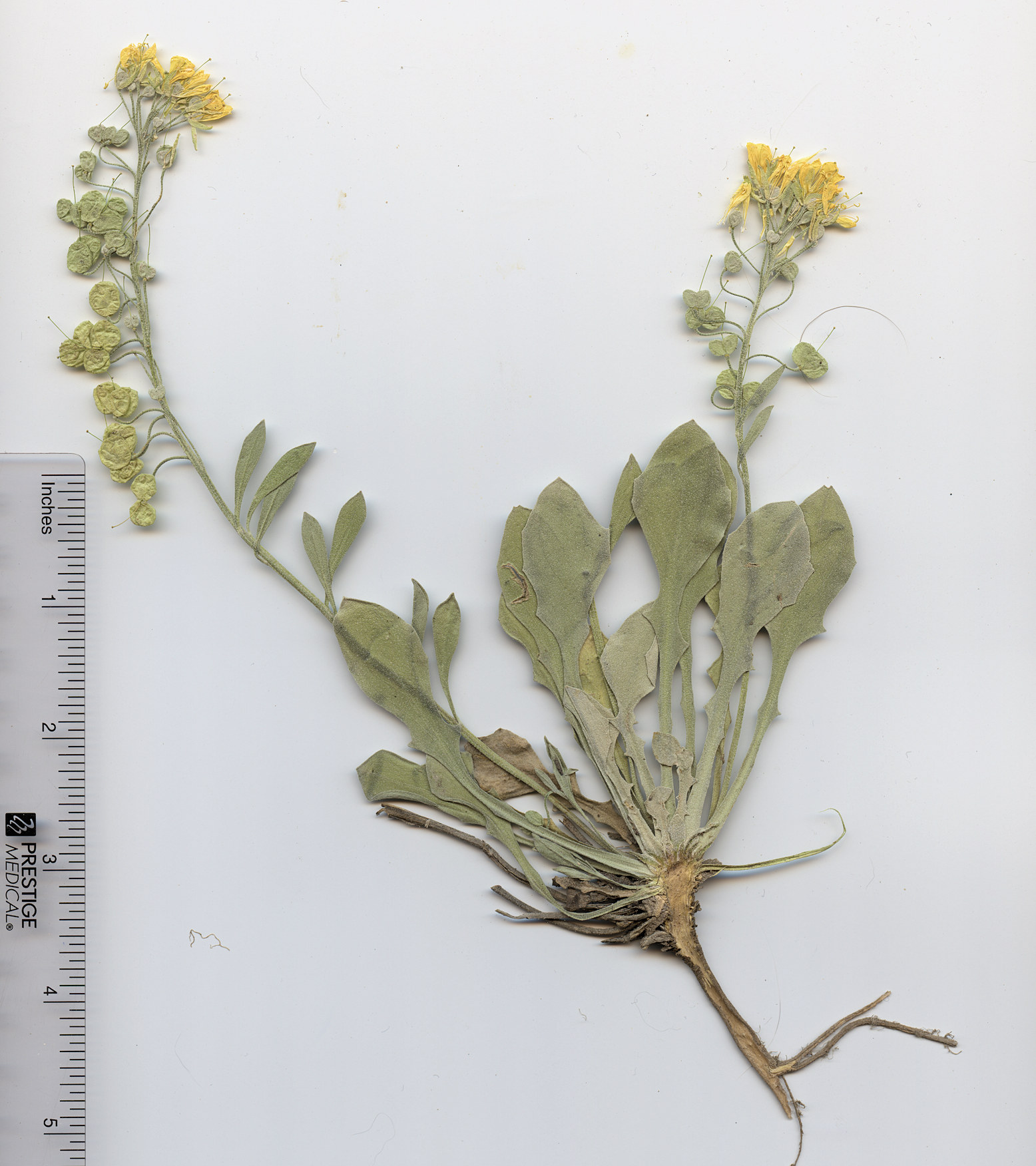 Brassicaceae Physaria vitulifera  bellii