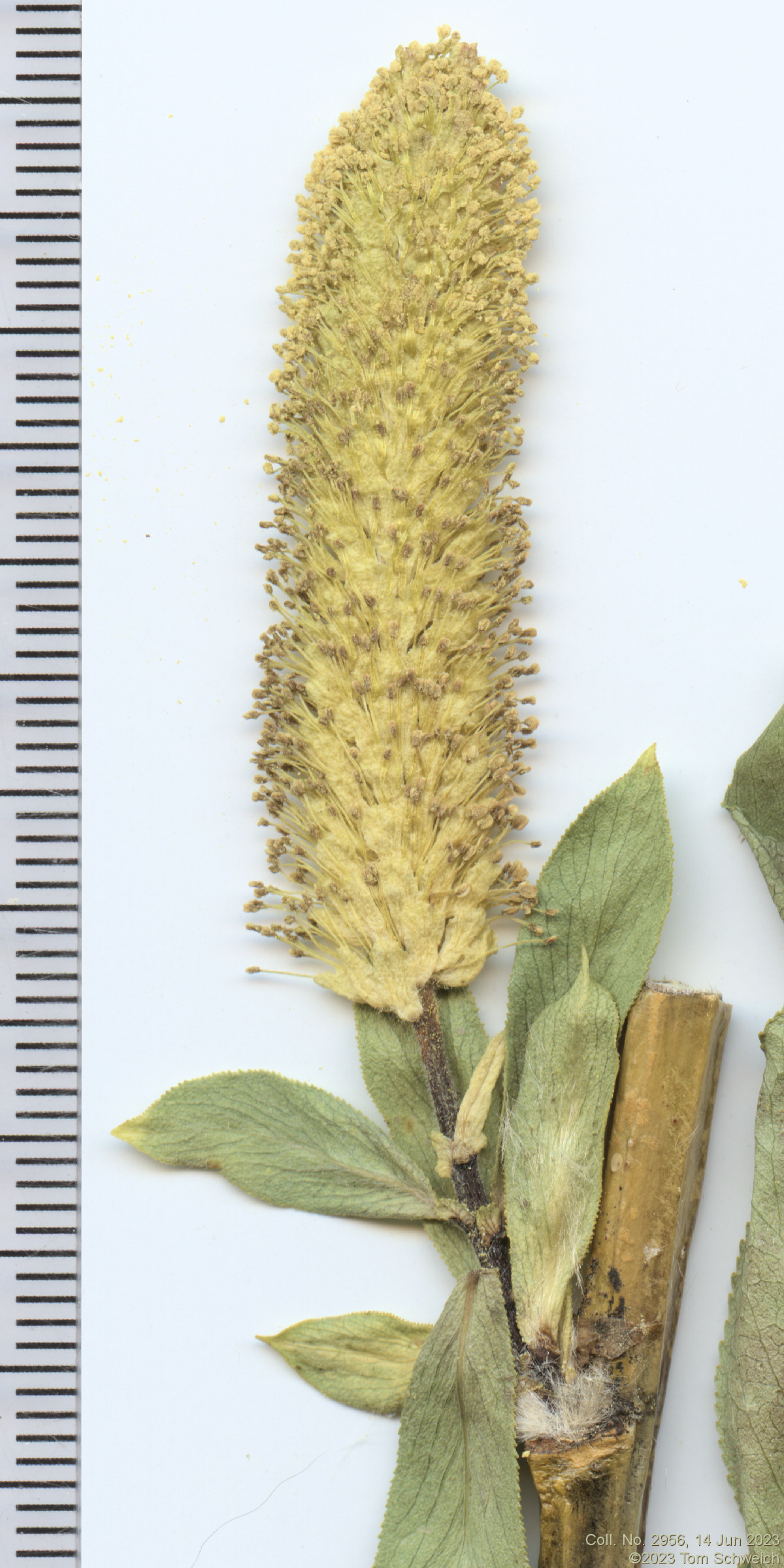 Salicaceae Salix lasiandra caudata