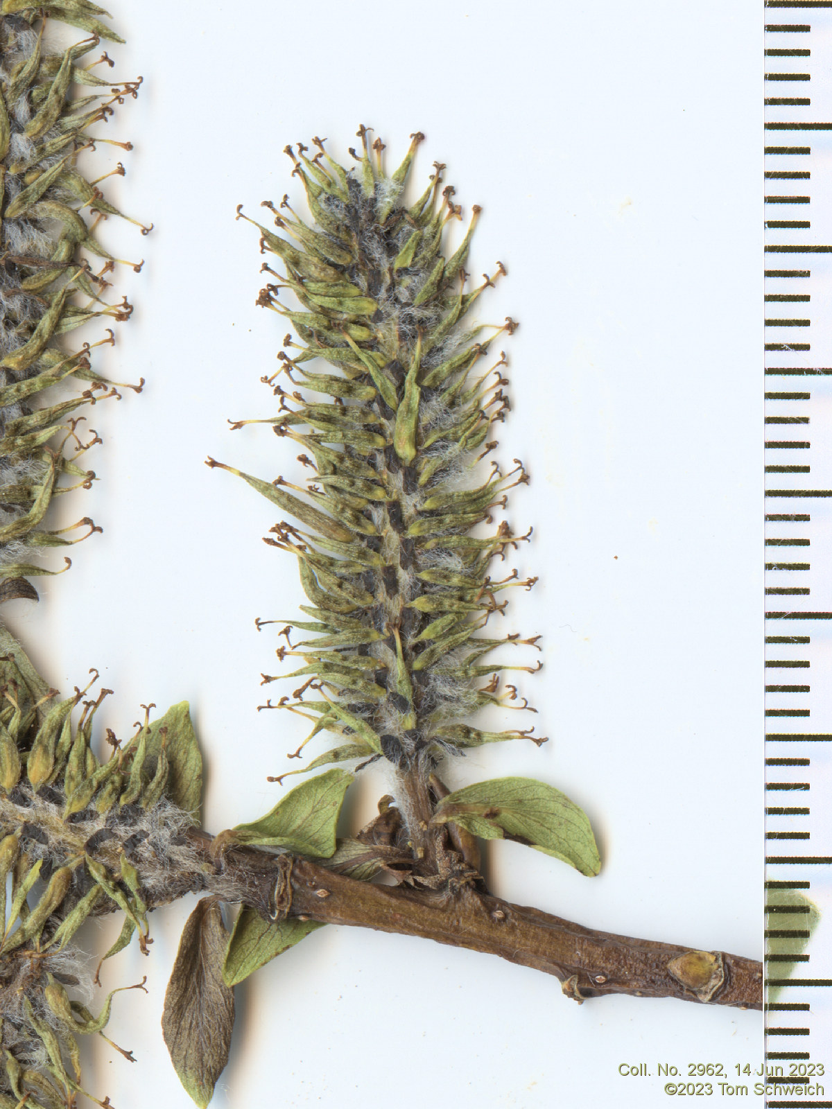 Salicaceae Salix boothii