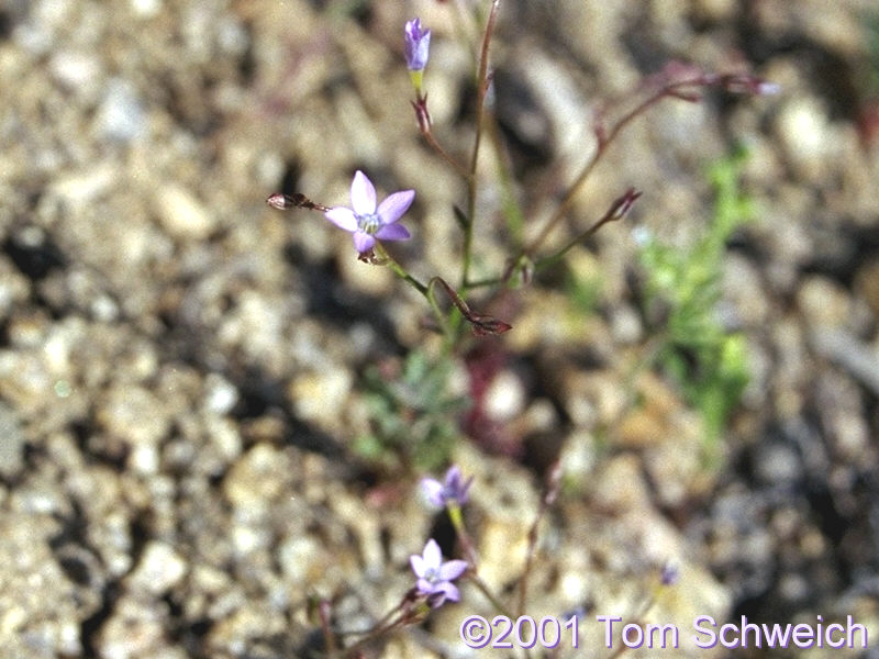 Tiny <I>Gilia</I> found at Wild Horse Mesa.