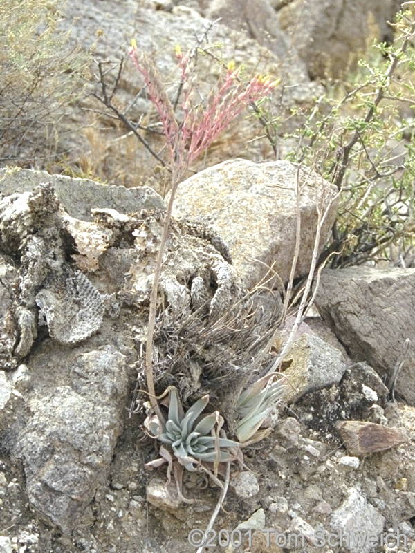 Desert Dudleya in a ravine in the Kelso Mountains.