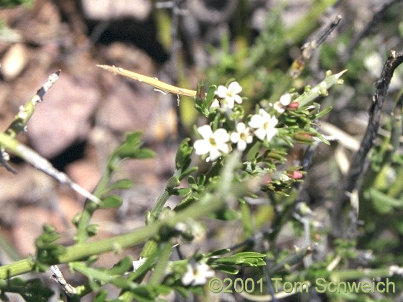Spiny Desert Olive (<I>Menodora spinescens</I>) in bloom.