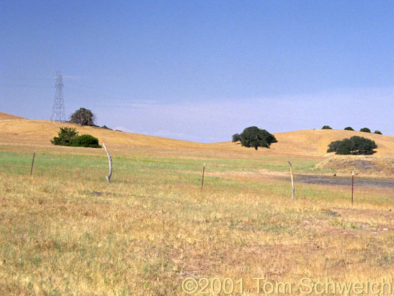 Meadow in Temblor Range