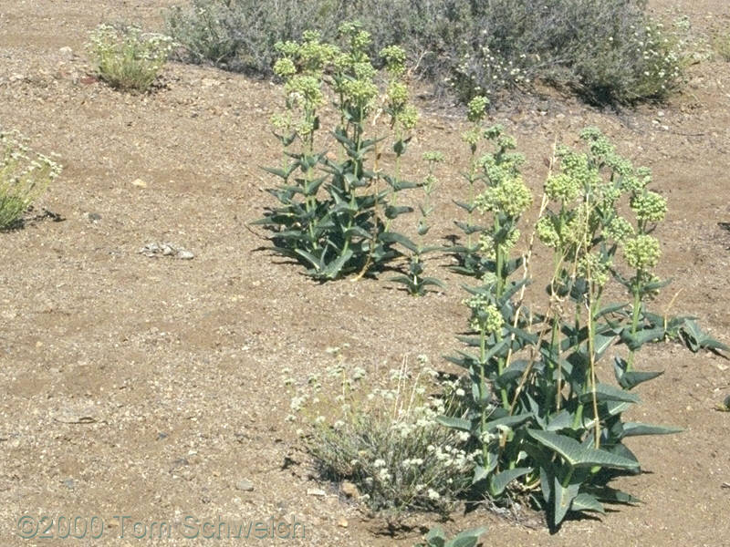 Milk Weed in Wild Horse Canyon Wash