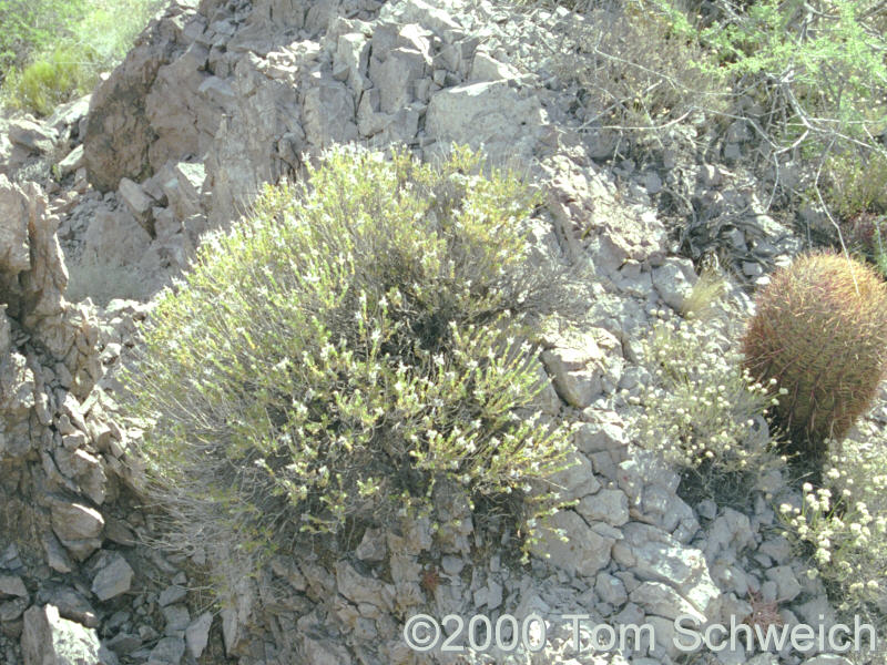 Mohave Sage (<I>Salvia mohavensis</I>) near Lobo Point