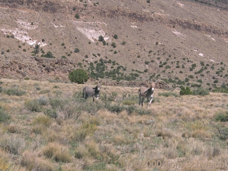 Two more burros seen along Cedar Canyon Road.