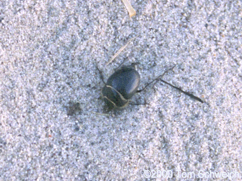 Beetles on the Eureka Dunes